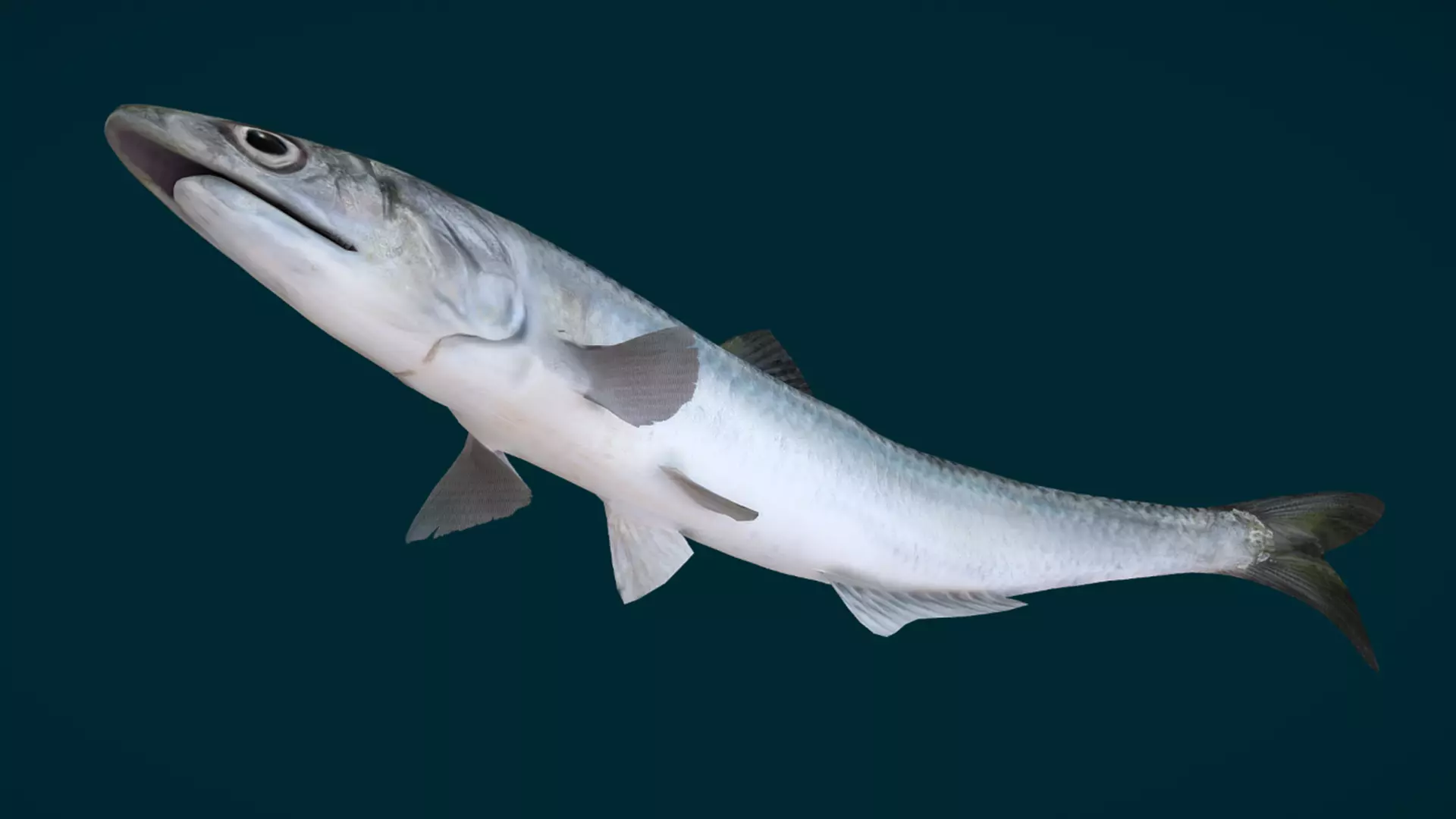 Anchovy Fish Animated 3D model_7