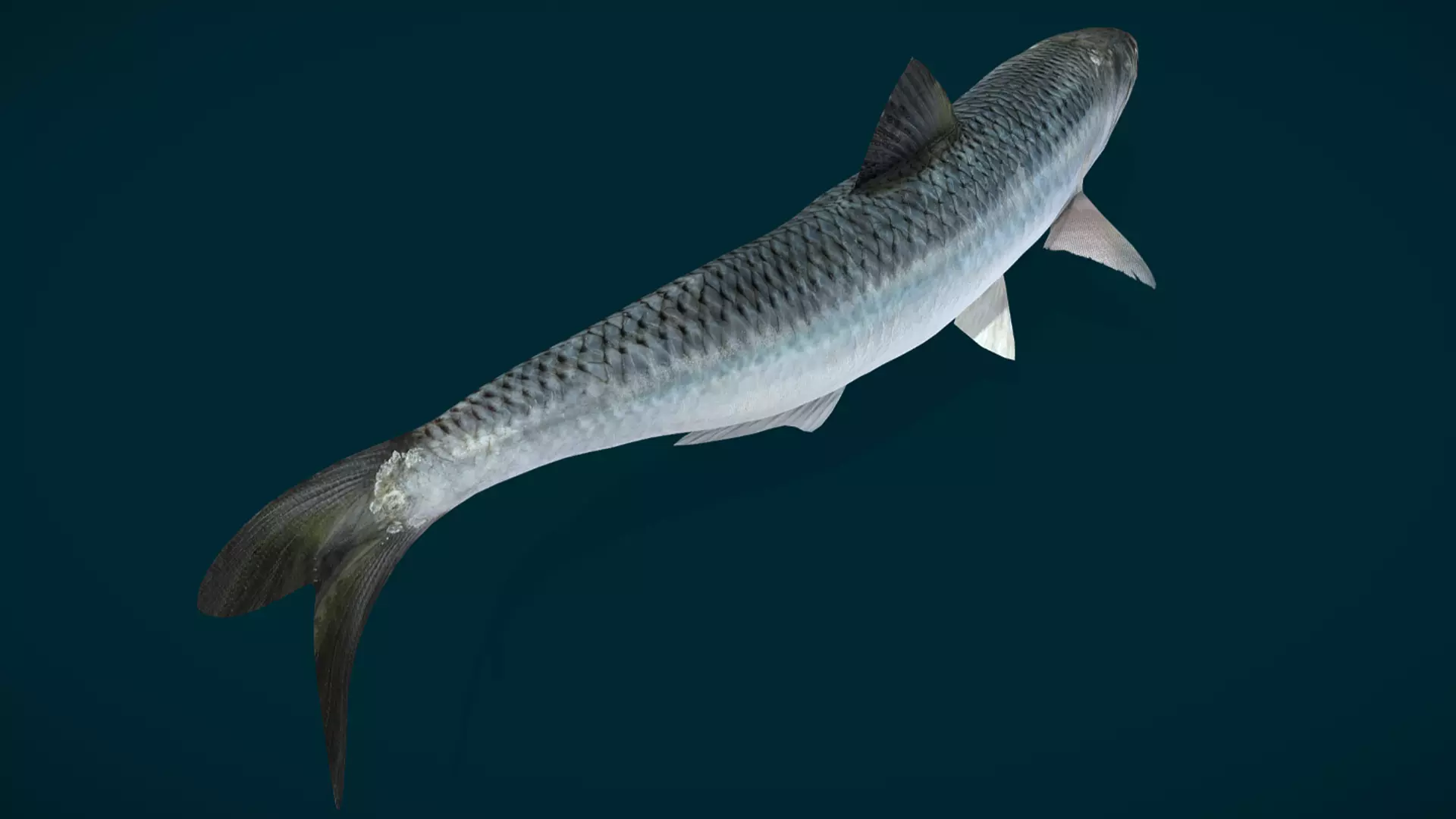 Anchovy Fish Animated 3D model_2
