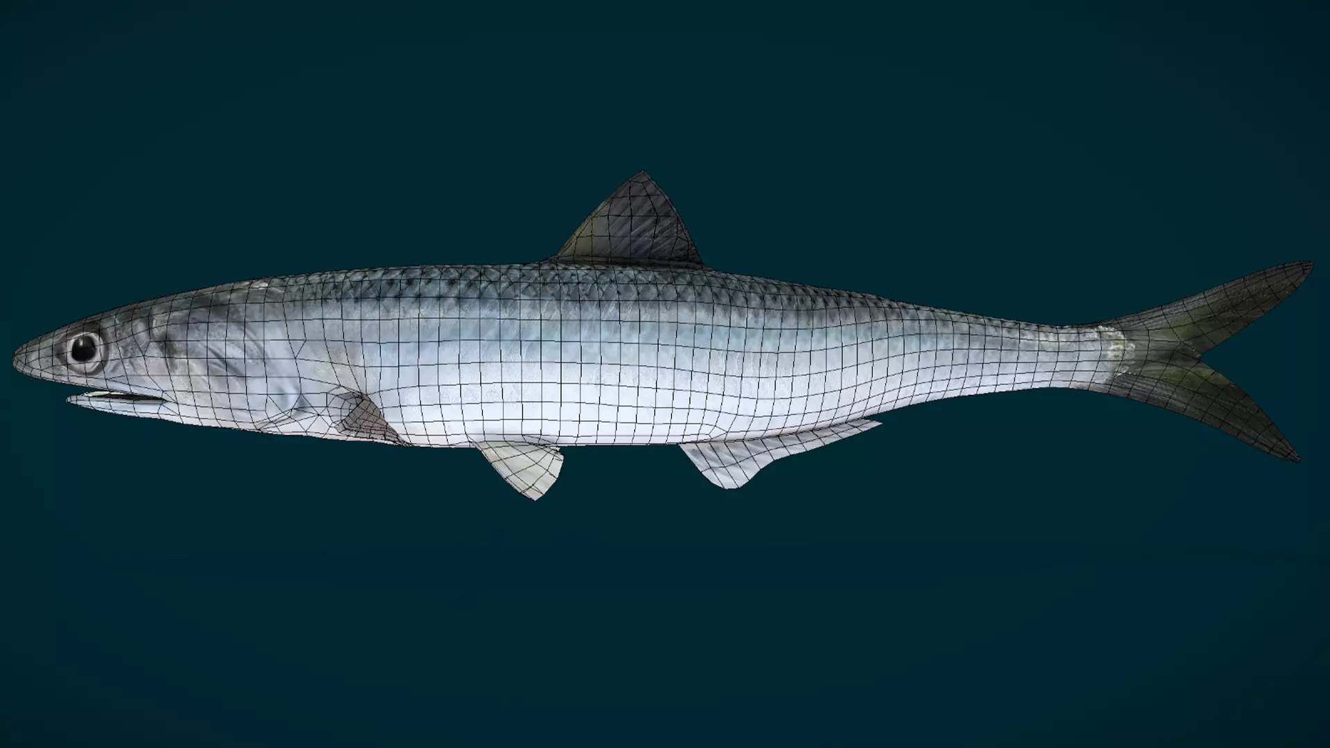 Anchovy Fish Animated 3D model_5