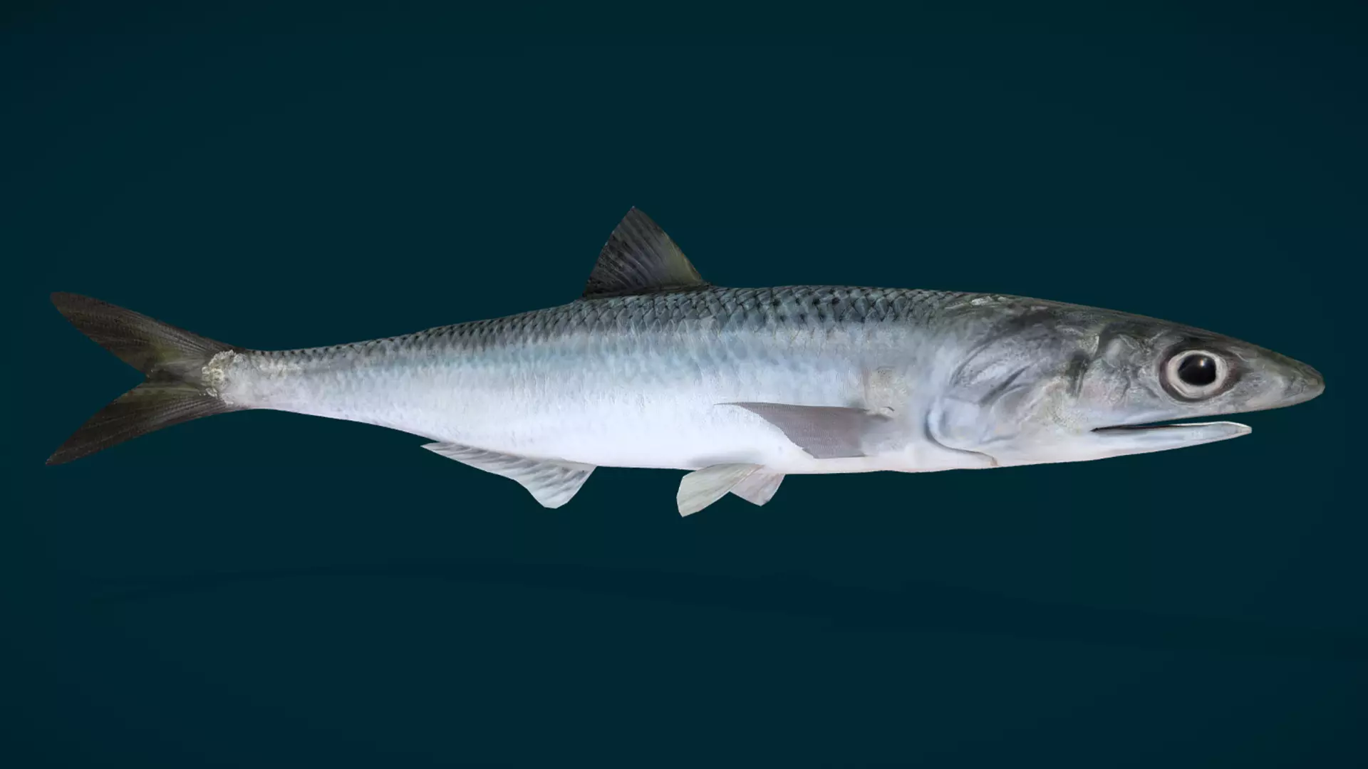 Anchovy Fish Animated 3D model_6