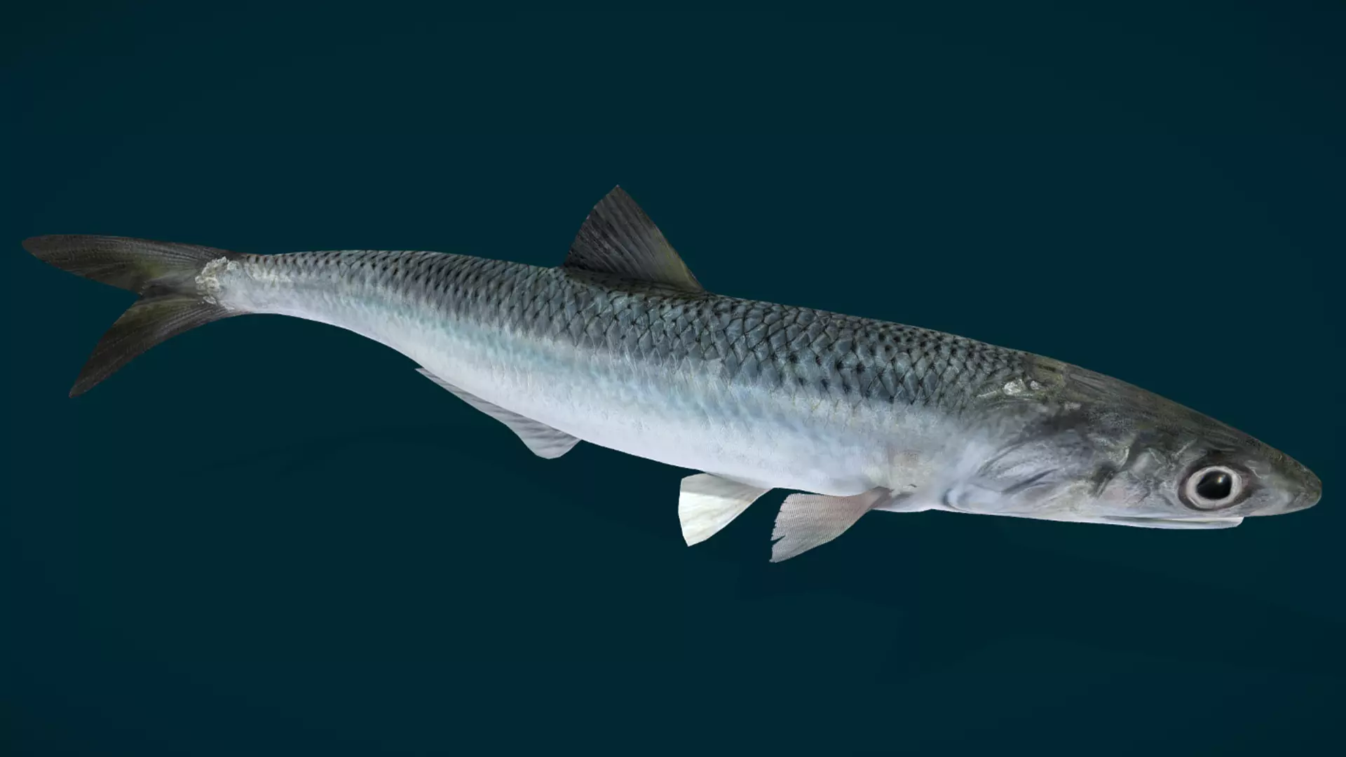 Anchovy Fish Animated 3D model_3