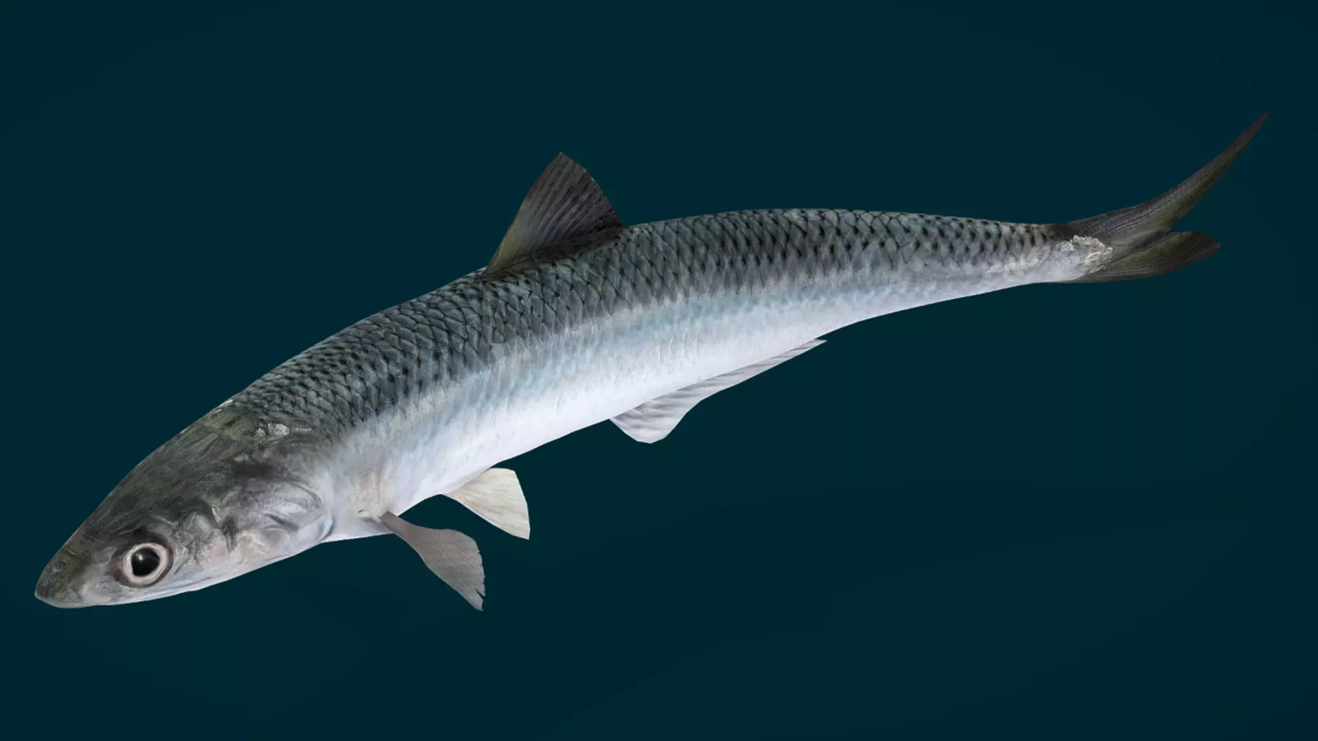 Anchovy Fish Animated 3D model_9