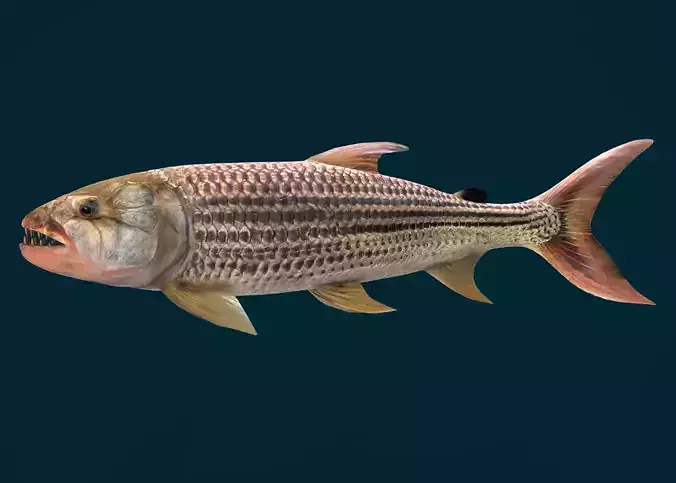 Goliath Tigerfish Animated