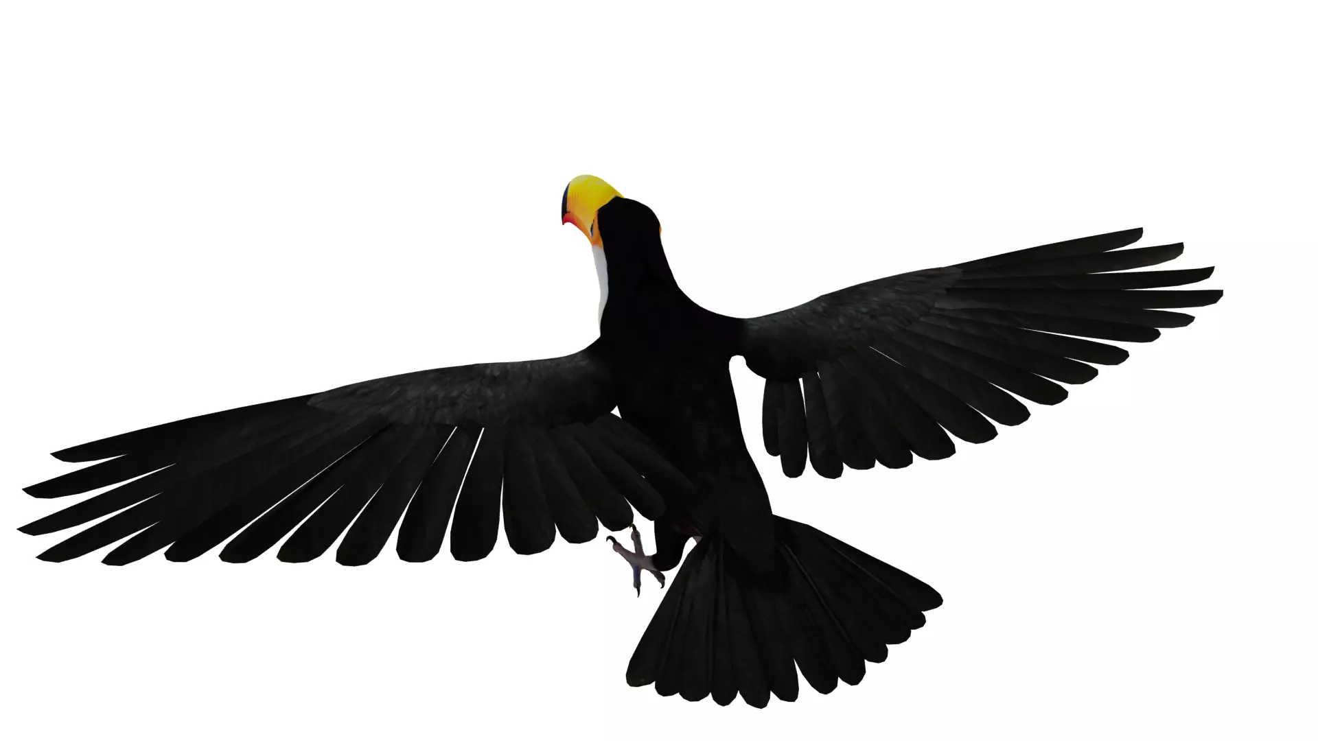 Toucan Bird Low-poly 3D model_48