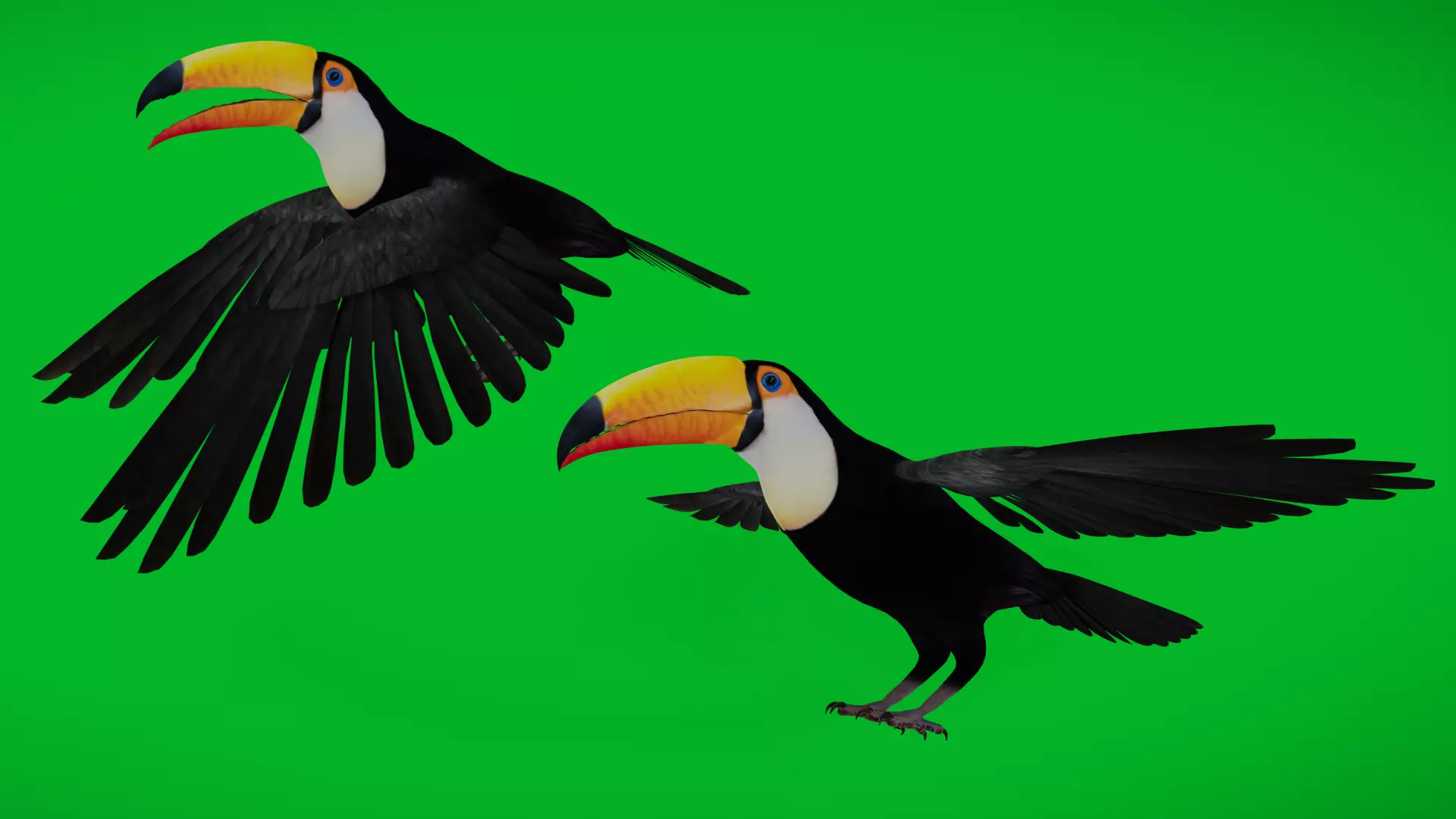 Toucan Bird Low-poly 3D model_4