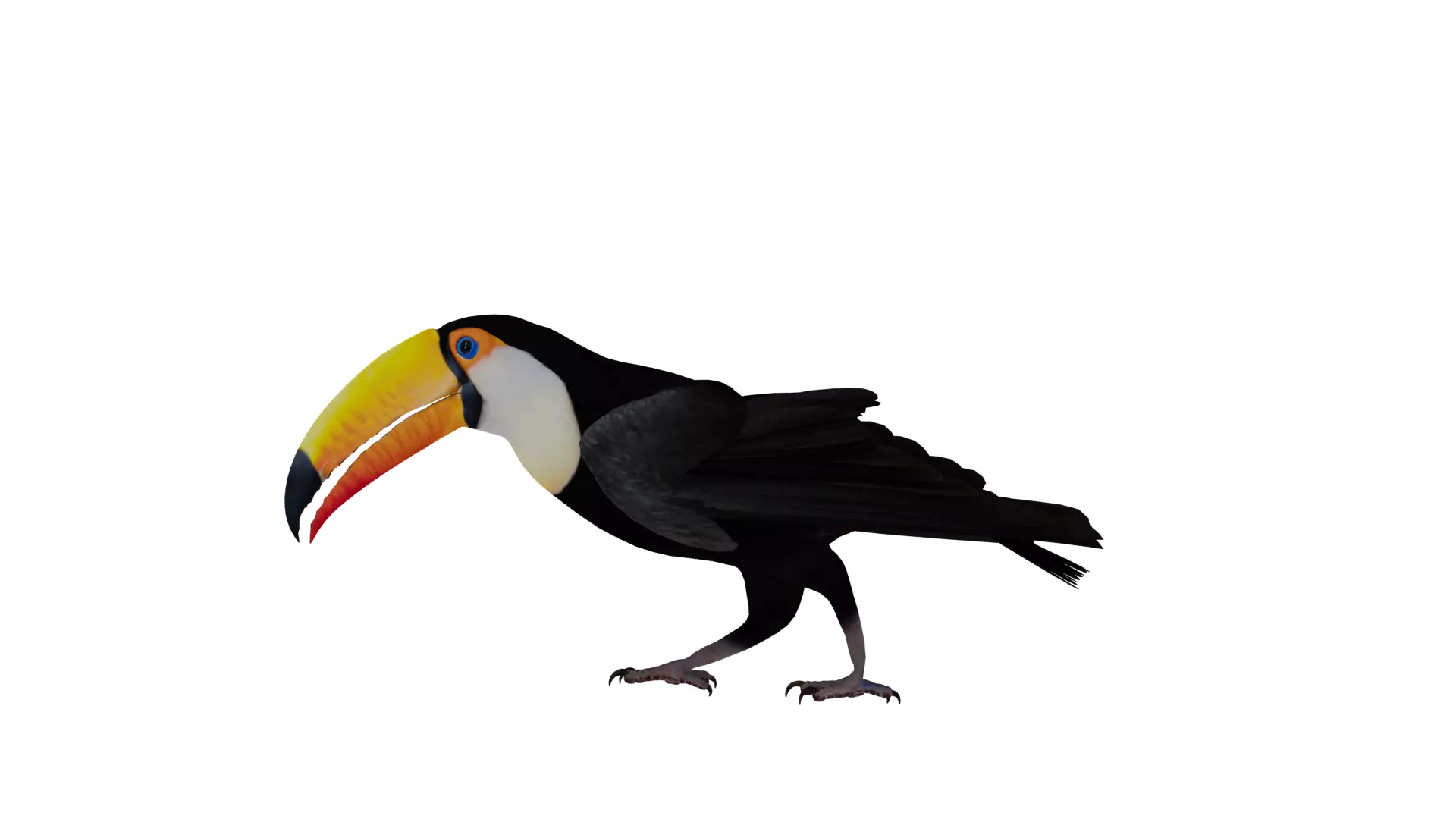 Toucan Bird Low-poly 3D model_10