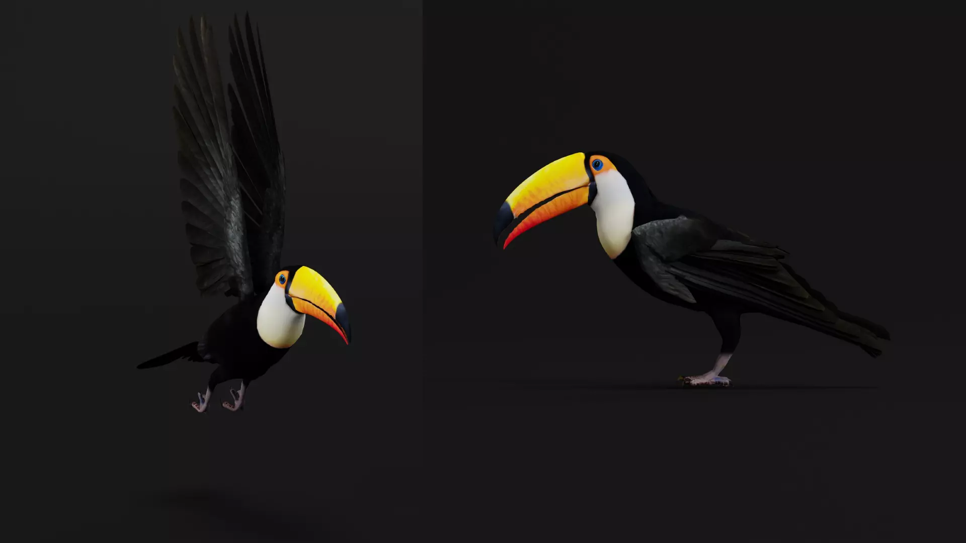 Toucan Bird Low-poly 3D model_41