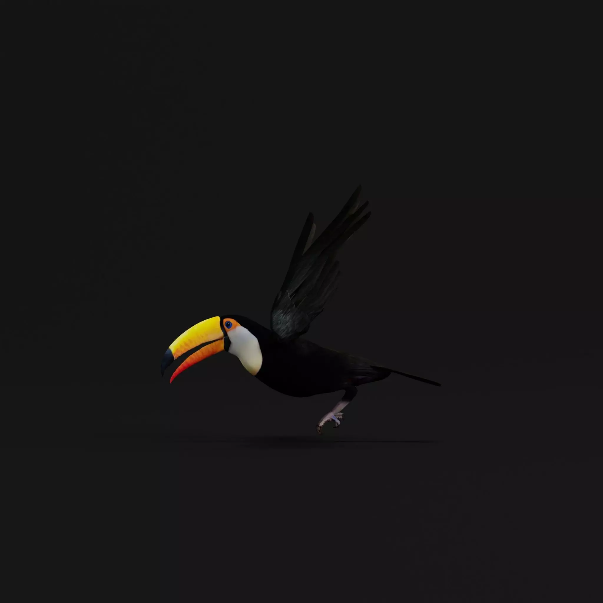 Toucan Bird Low-poly 3D model_34