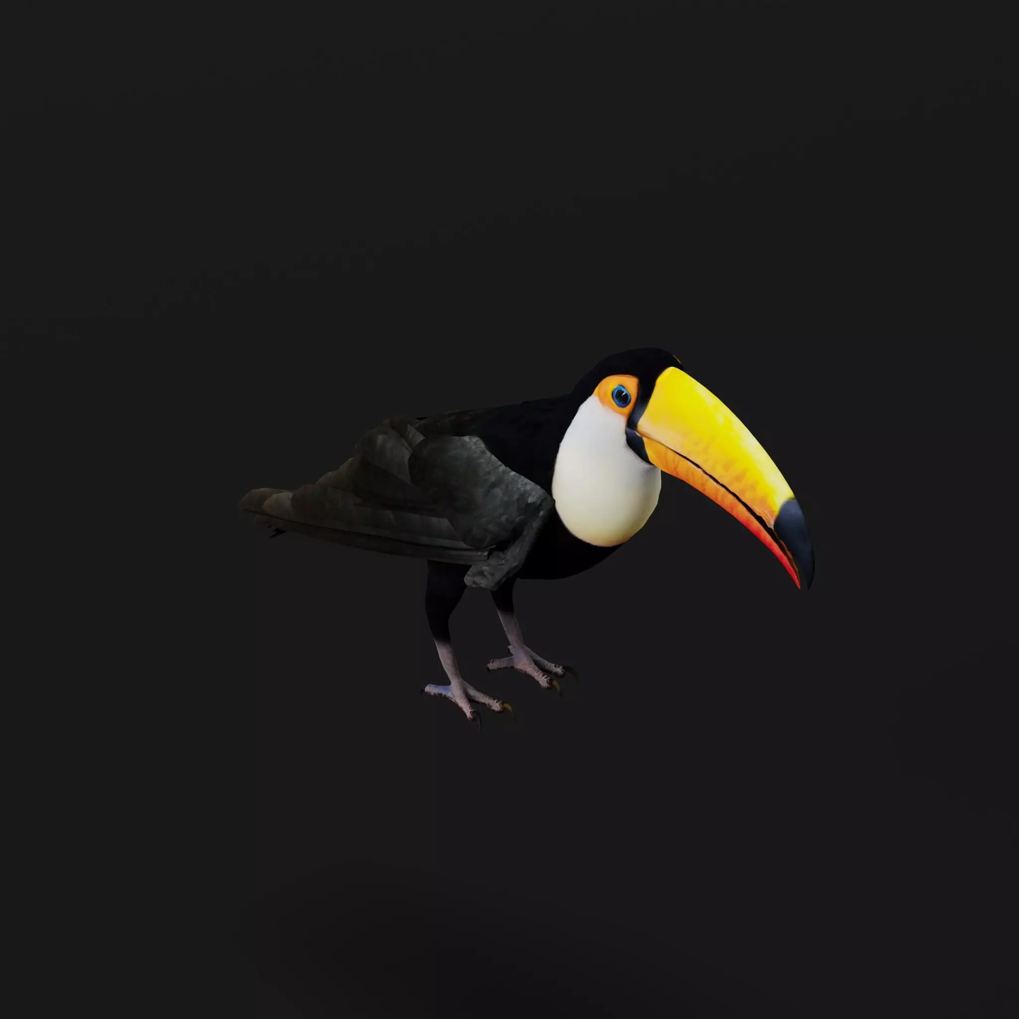 Toucan Bird Low-poly 3D model_37