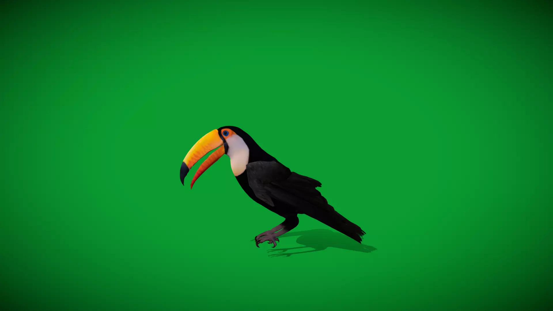 Toucan Bird Low-poly 3D model_47