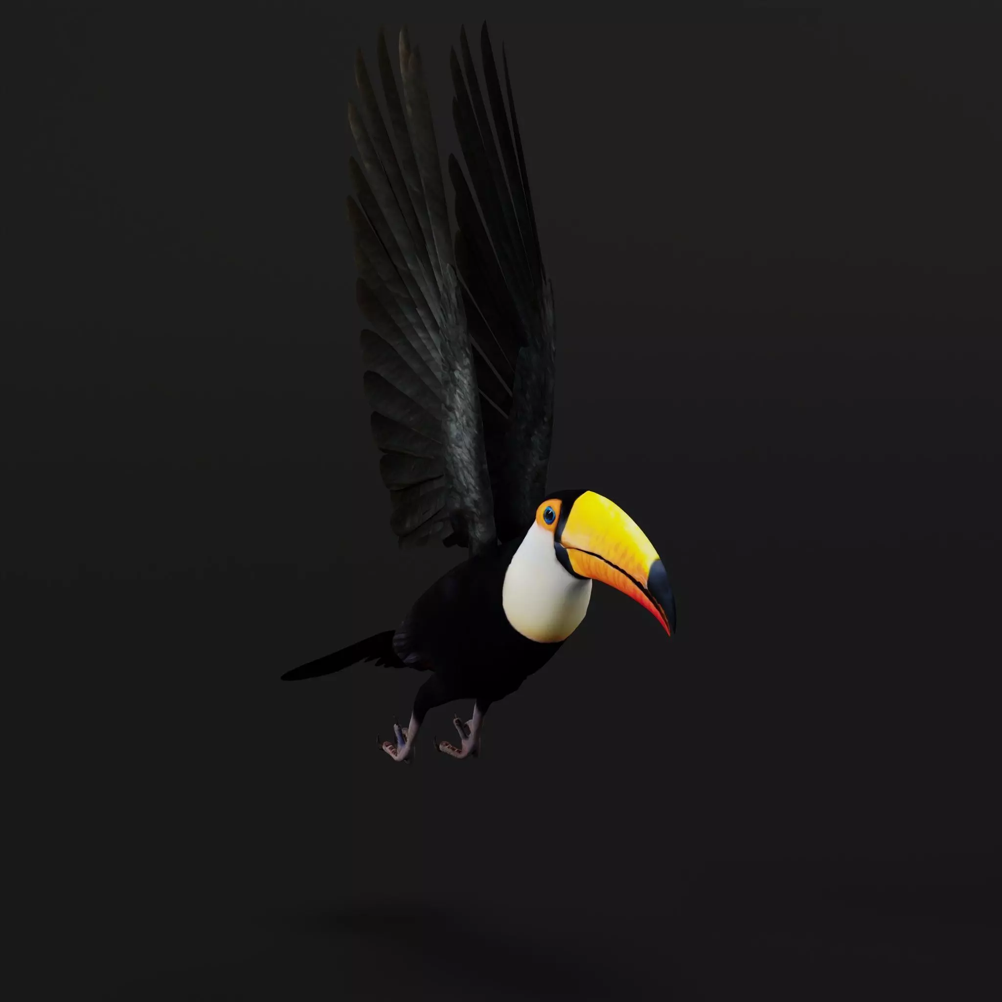 Toucan Bird Low-poly 3D model_43