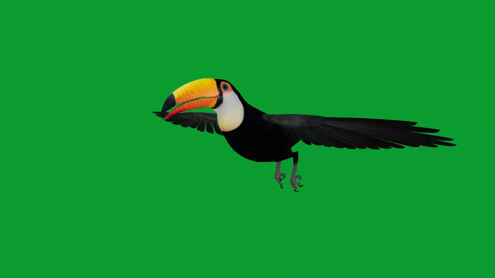 Toucan Bird Low-poly 3D model_13