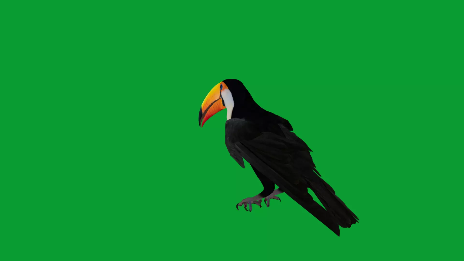 Toucan Bird Low-poly 3D model_26