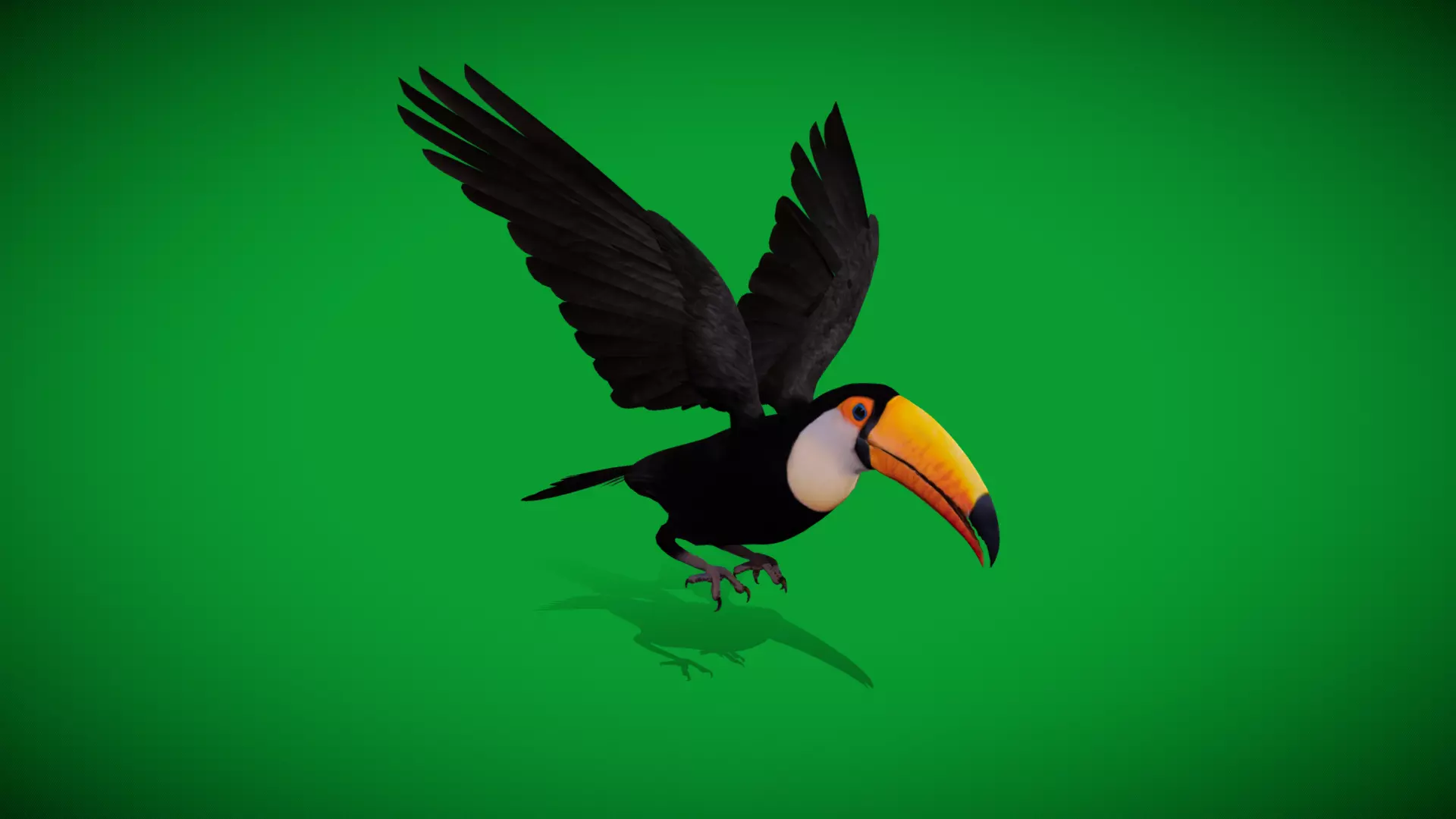Toucan Bird Low-poly 3D model_46