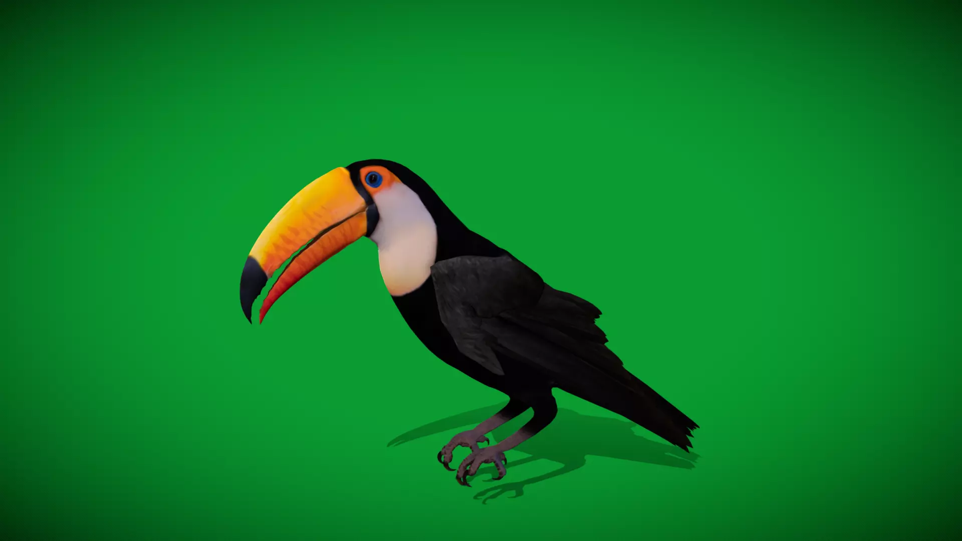 Toucan Bird Low-poly 3D model_44