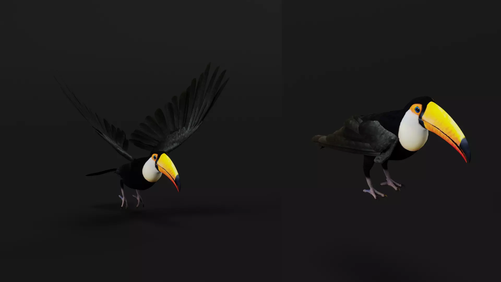 Toucan Bird Low-poly 3D model_5