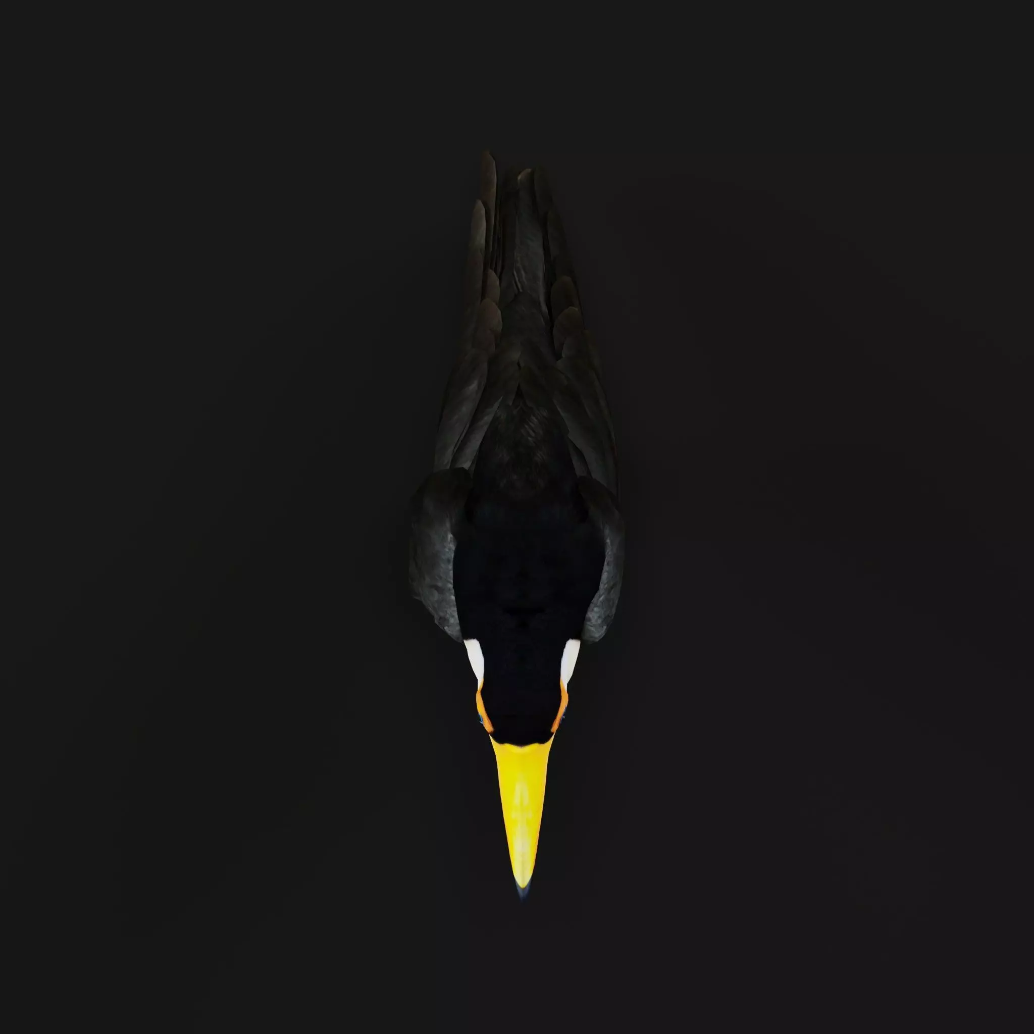 Toucan Bird Low-poly 3D model_31