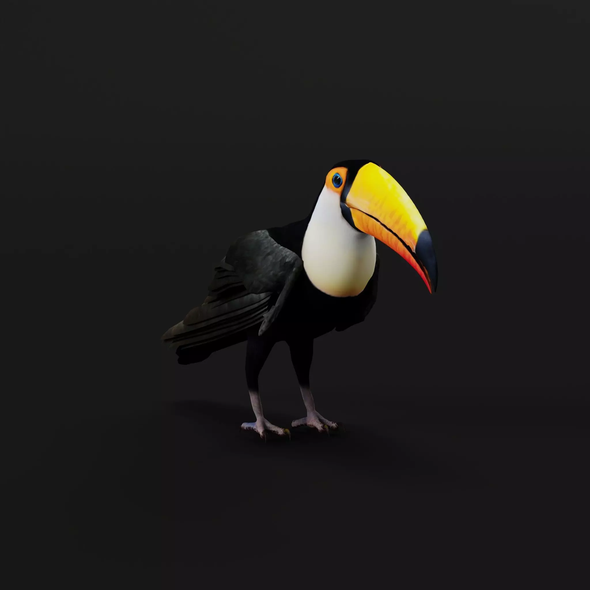 Toucan Bird Low-poly 3D model_40