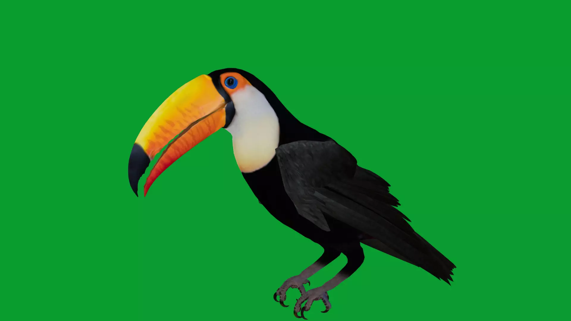 Toucan Bird Low-poly 3D model_18