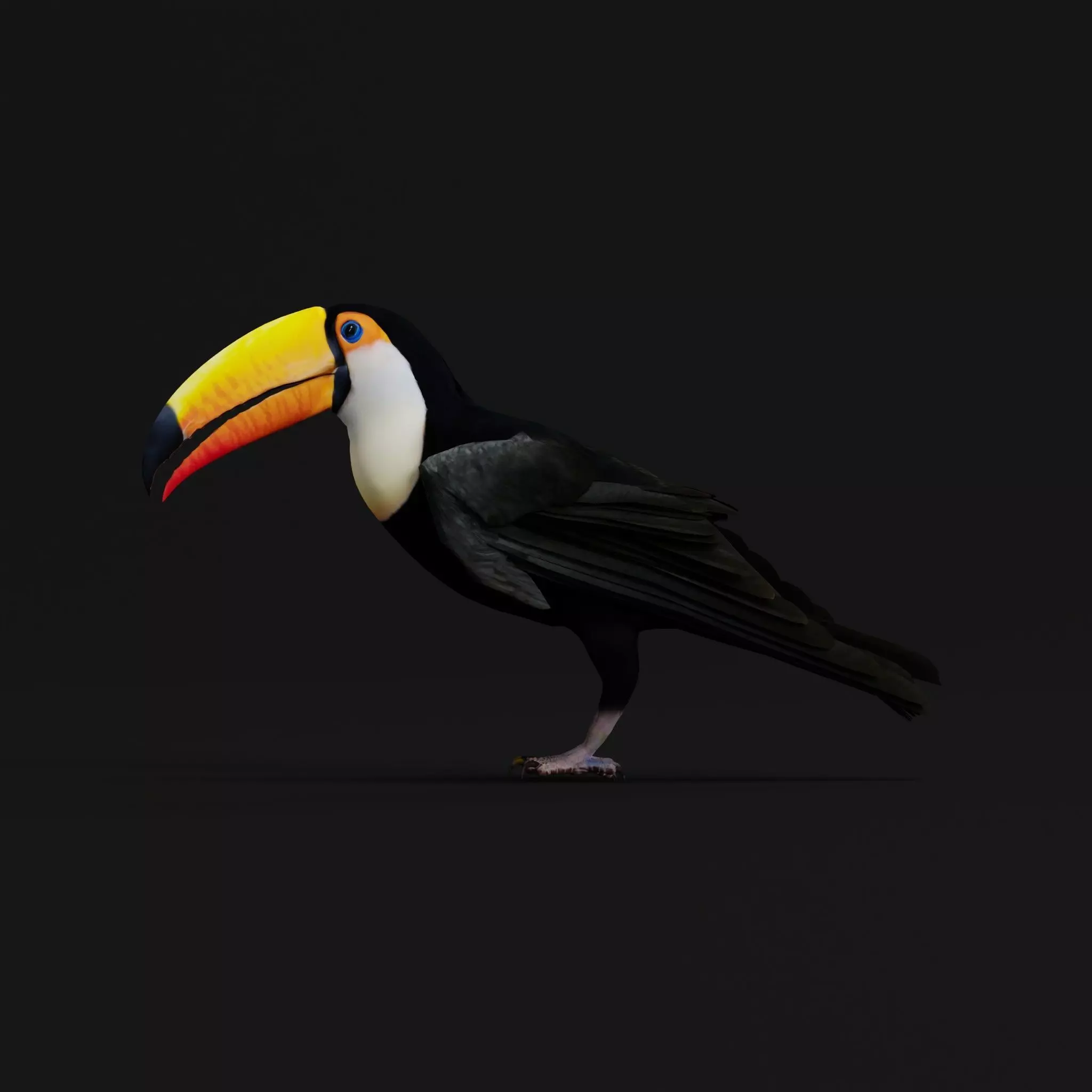 Toucan Bird Low-poly 3D model_19