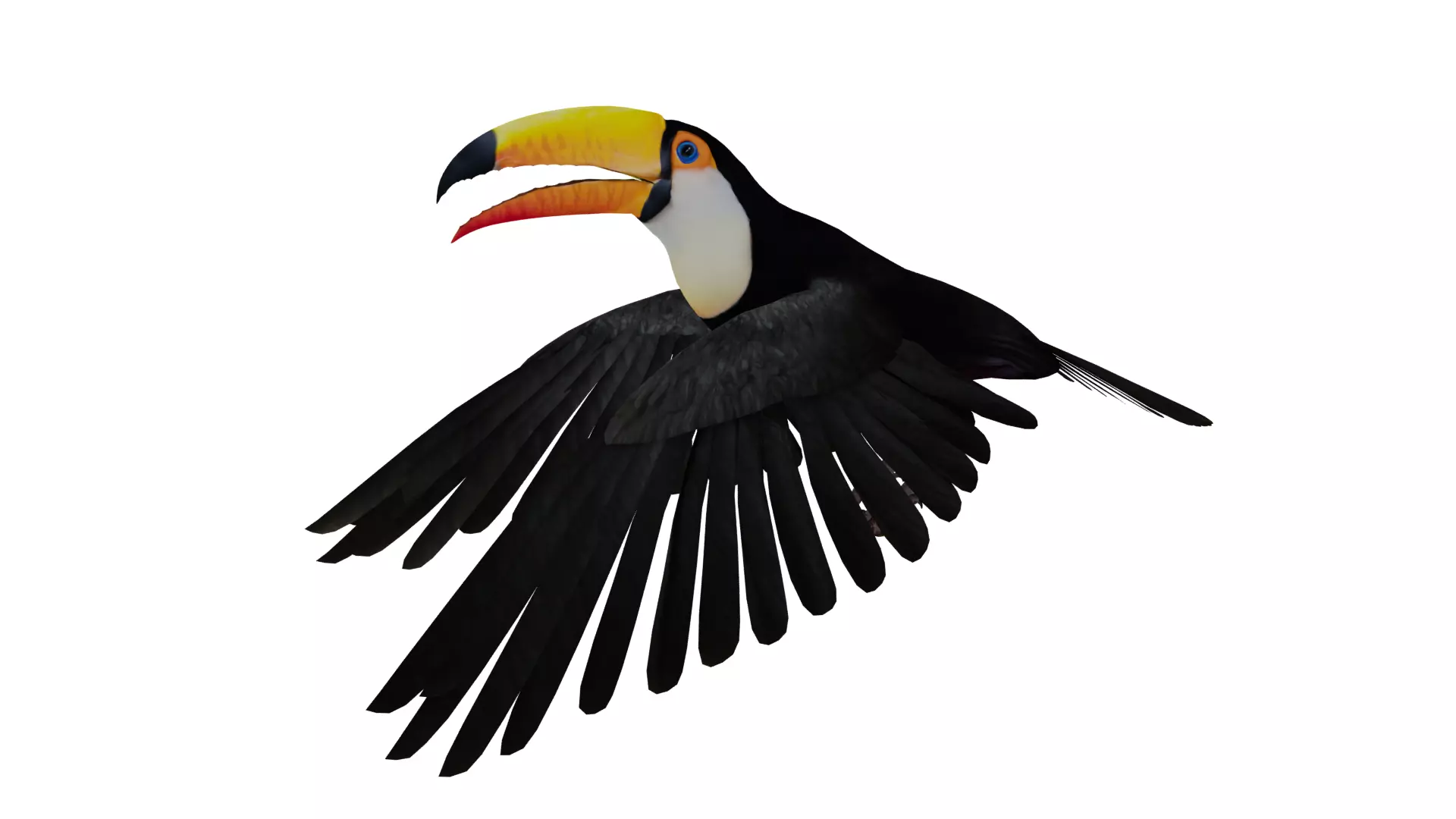 Toucan Bird Low-poly 3D model_11