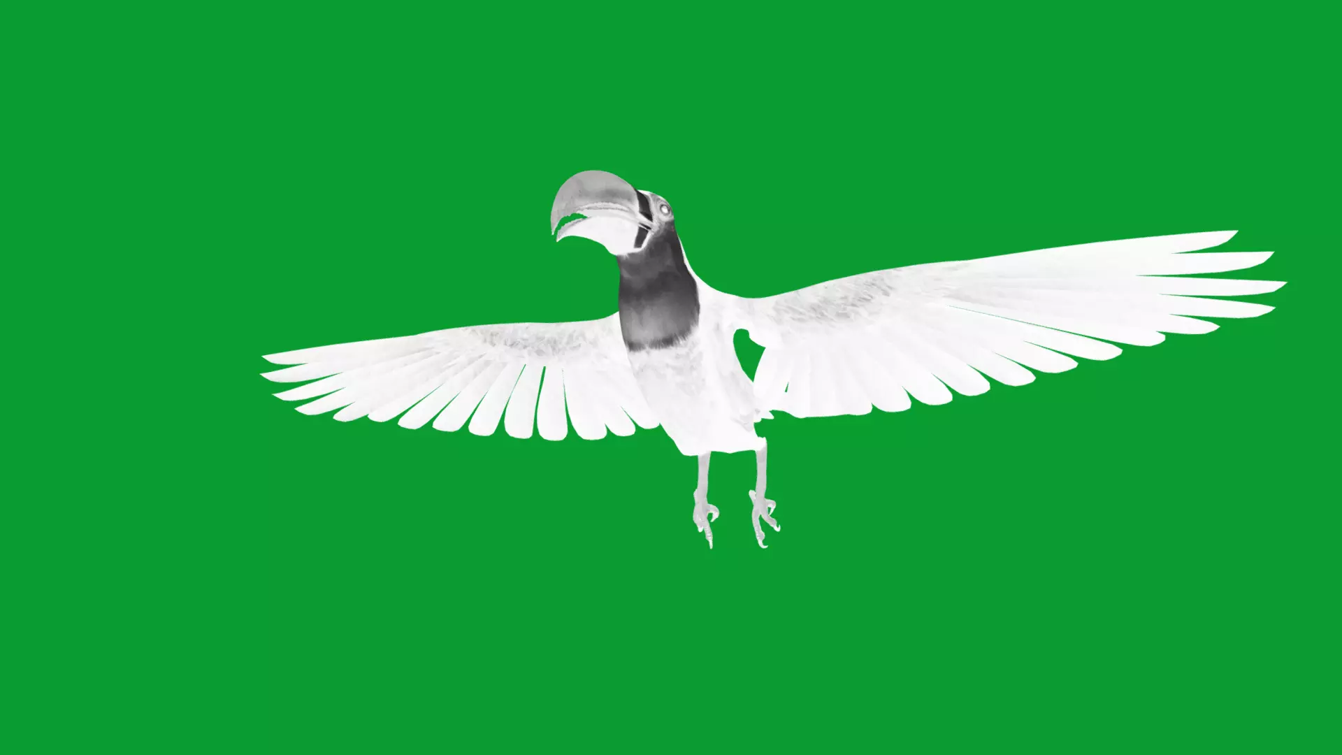 Toucan Bird Low-poly 3D model_23