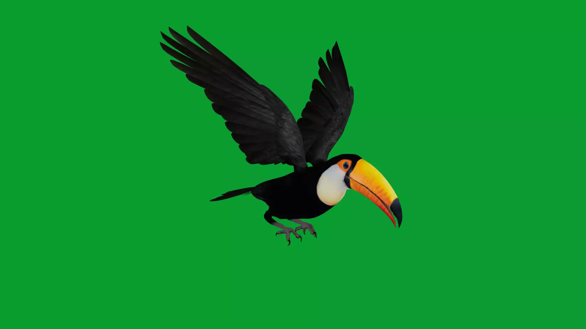 Toucan Bird Low-poly 3D model_38