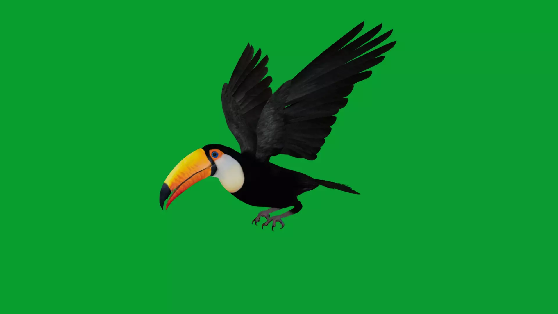 Toucan Bird Low-poly 3D model_39