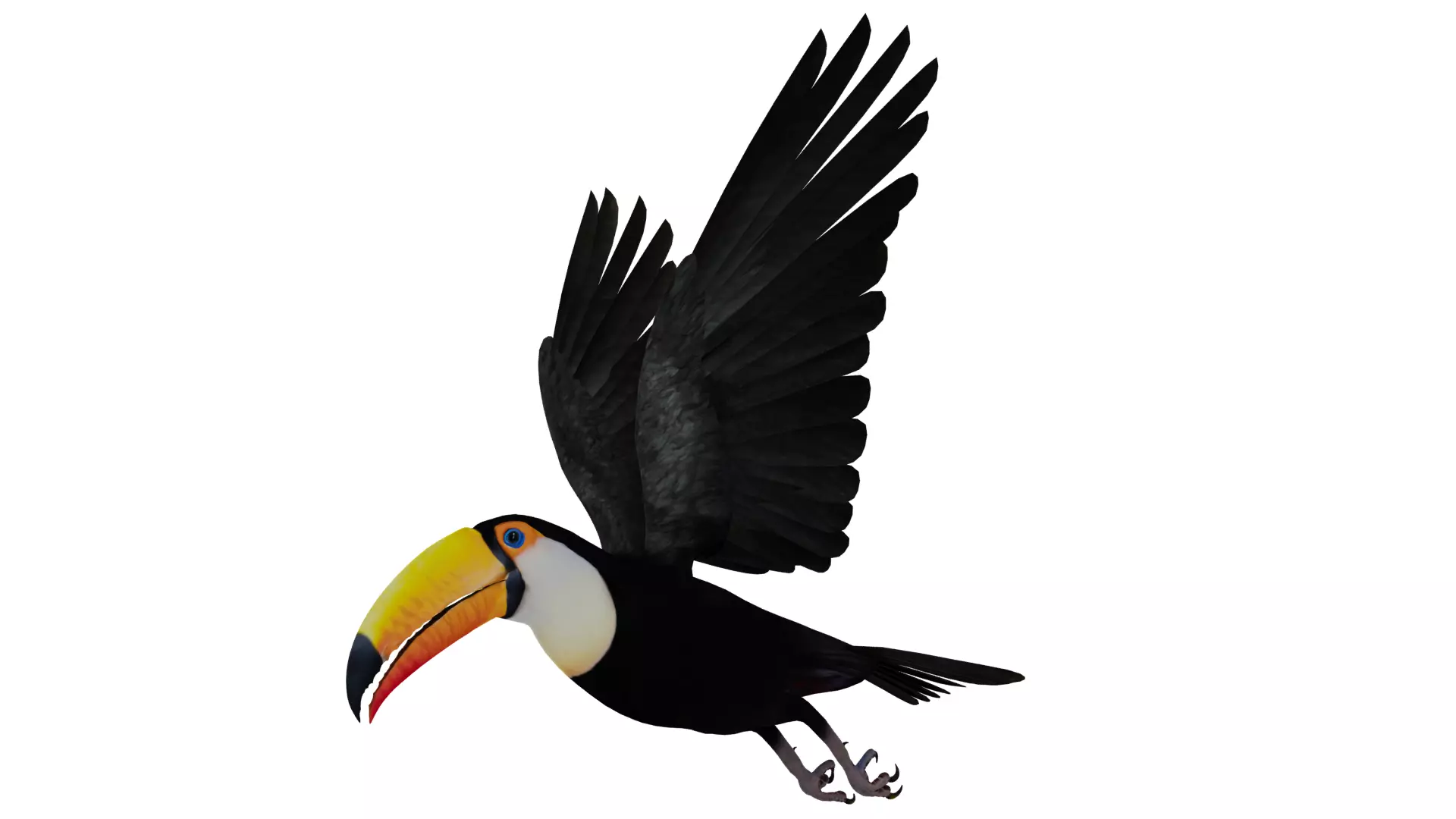 Toucan Bird Low-poly 3D model_33