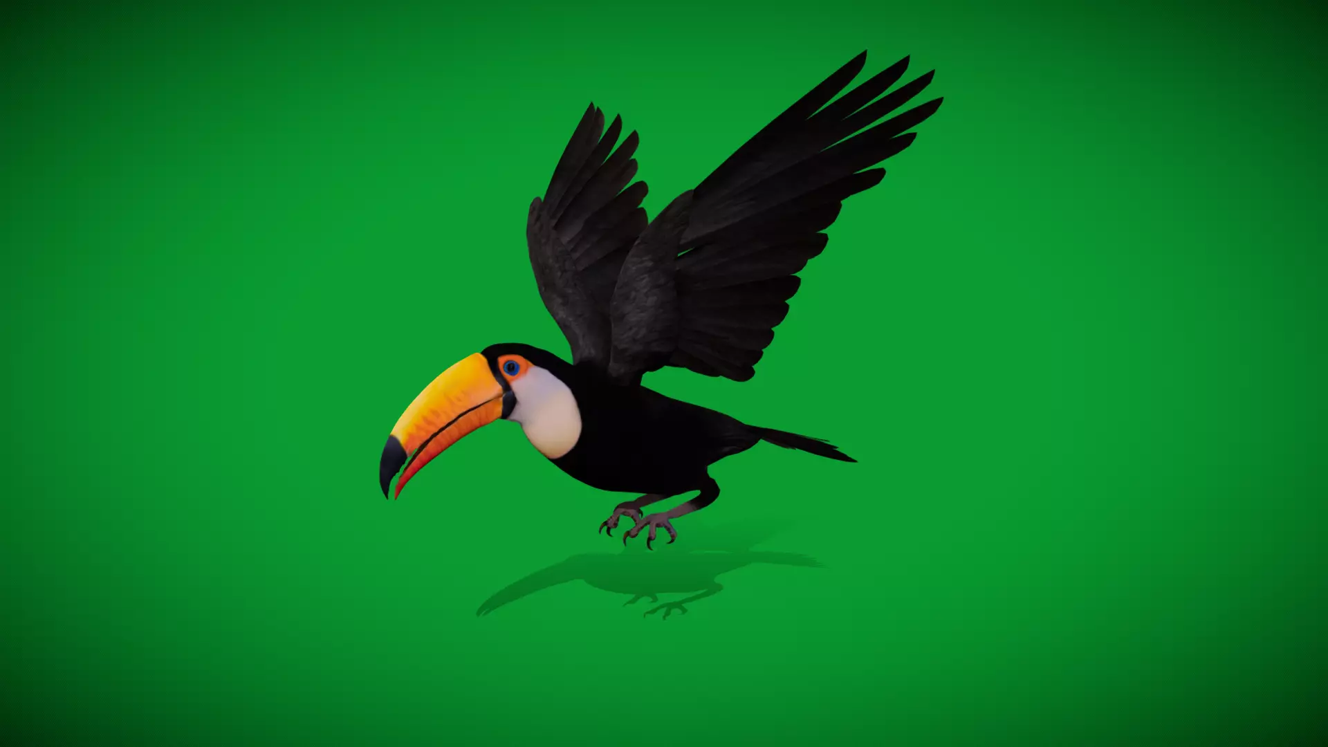 Toucan Bird Low-poly 3D model_45