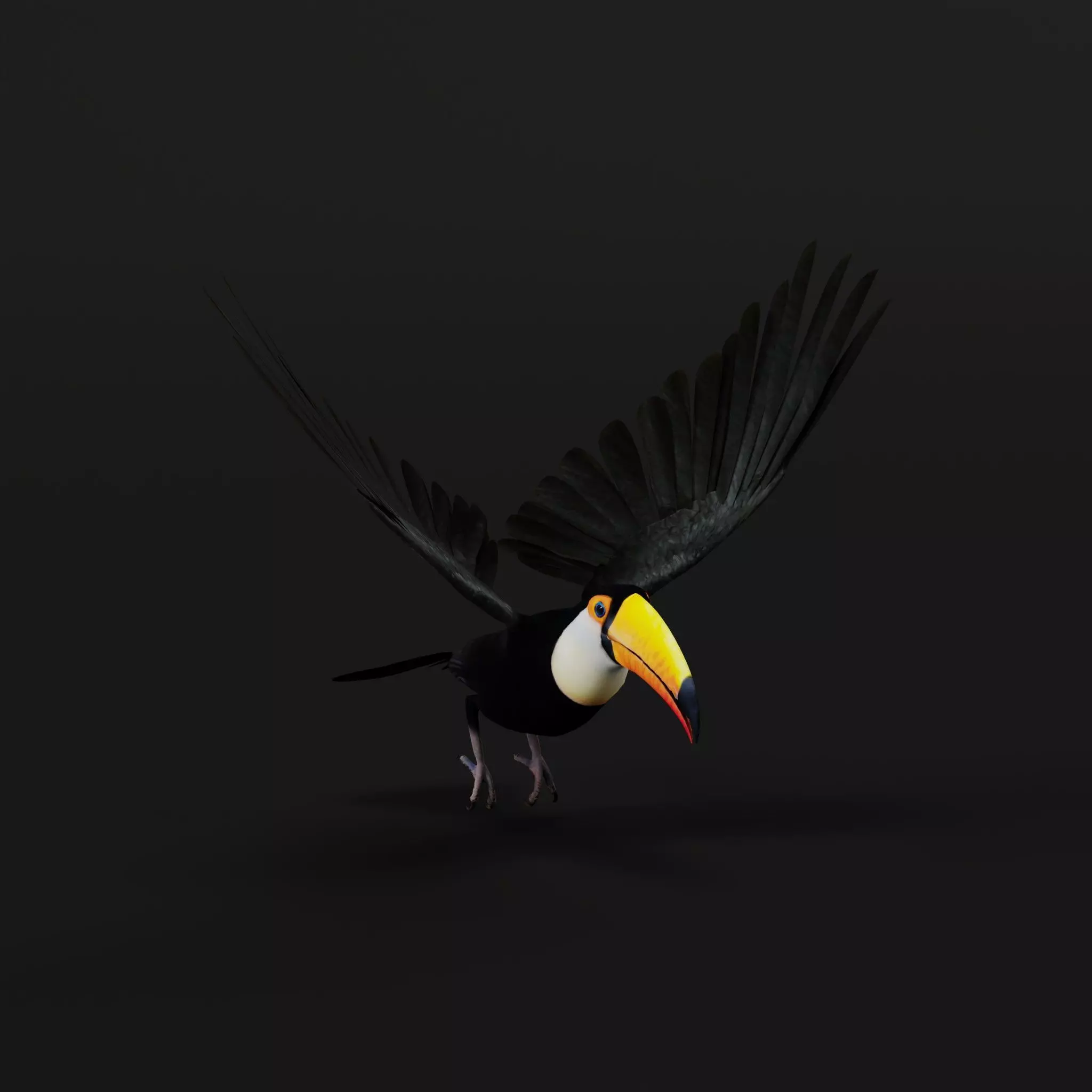 Toucan Bird Low-poly 3D model_35