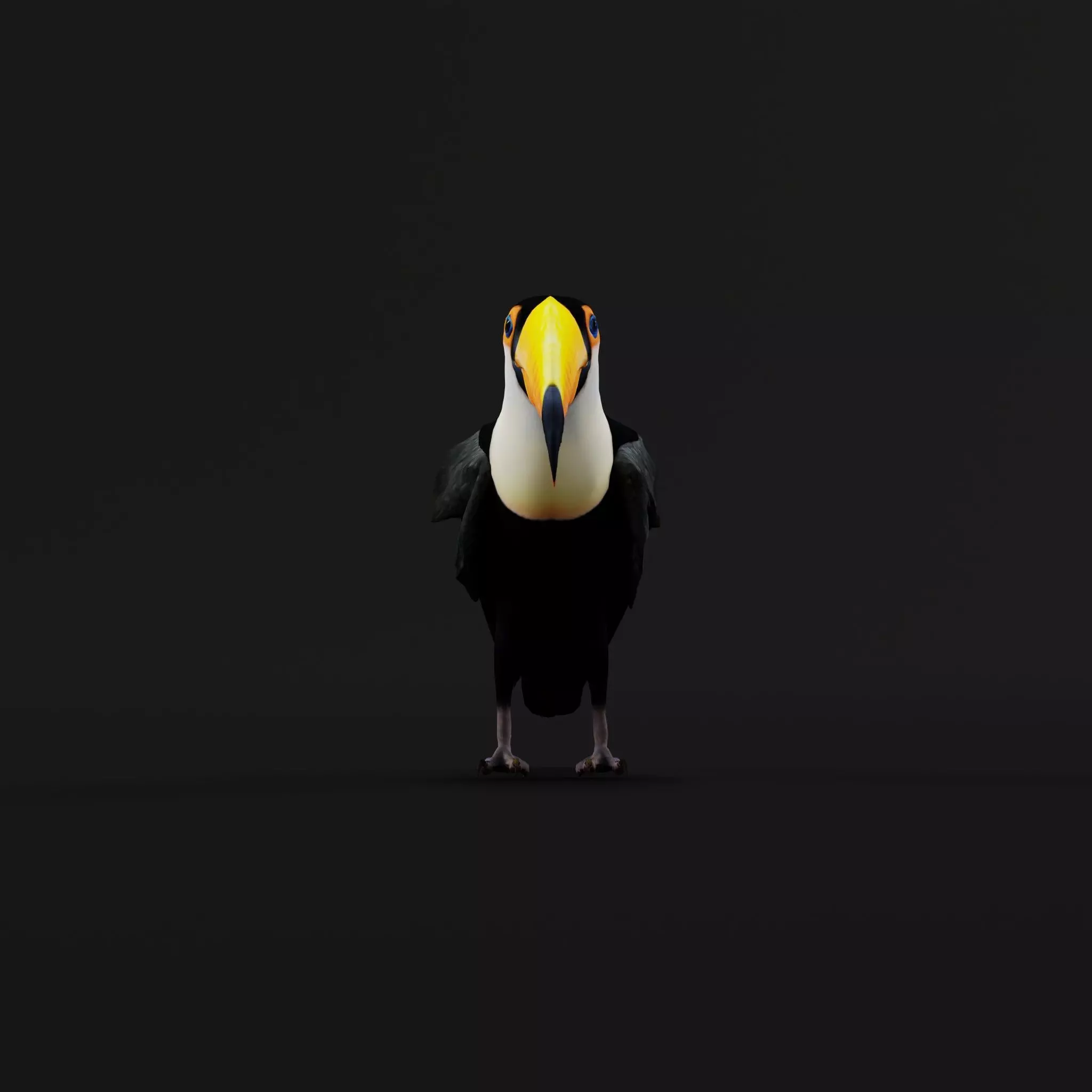 Toucan Bird Low-poly 3D model_36