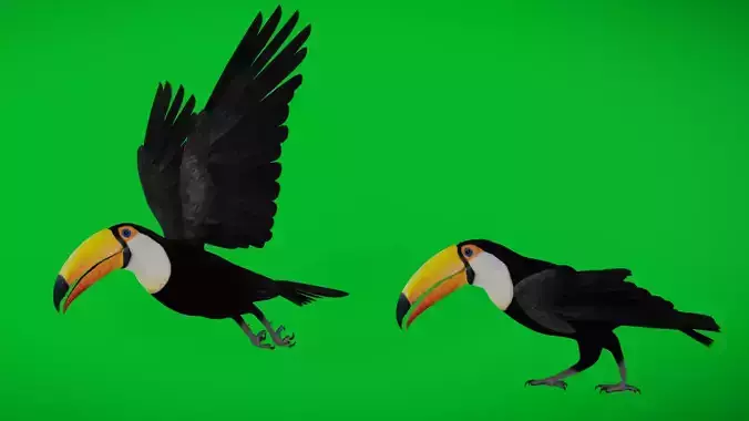 Toucan Bird Low-poly 3D model