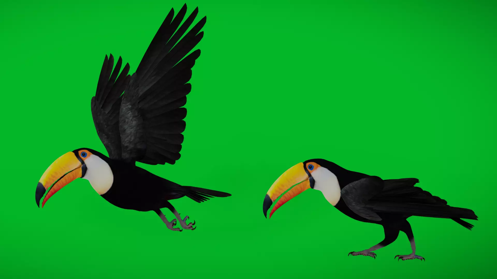 Toucan Bird Low-poly 3D model_0