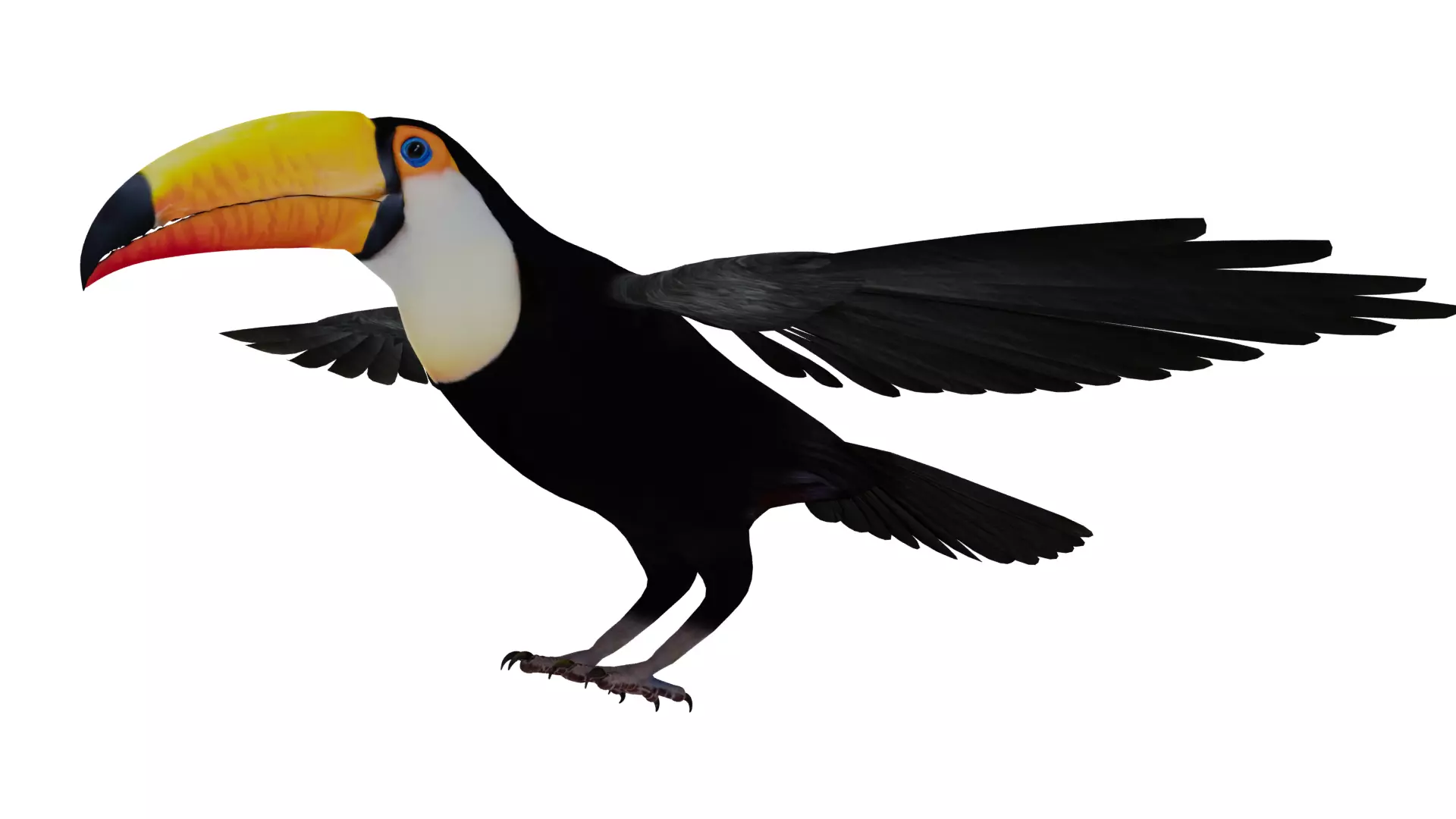 Toucan Bird Low-poly 3D model_28