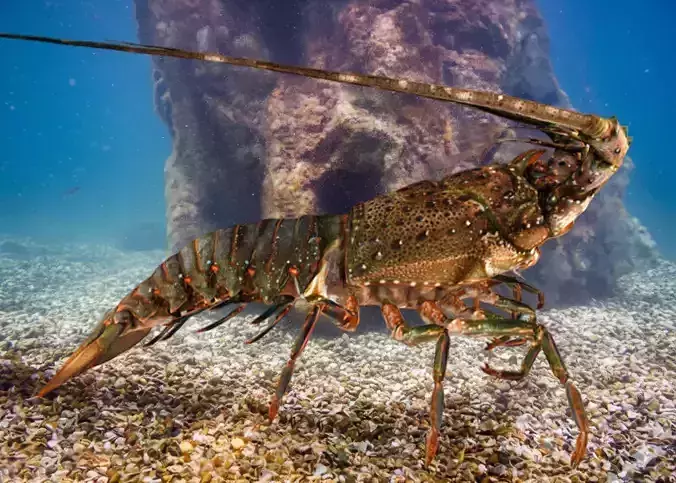 Realistic Lobster Animated 3D model