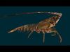 Realistic Lobster Animated 3D model_1