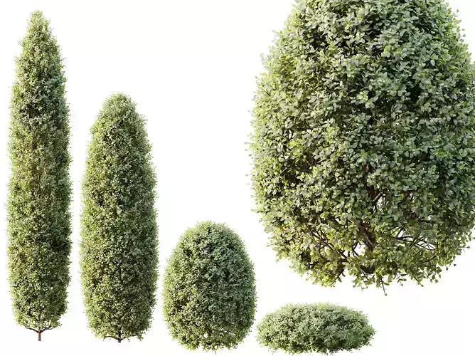 AV Ficus Concinna Bonsai Pruned Version10