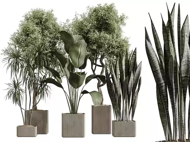 AV Indoor Plants Set 390 Lemon Olive Sansevieria Calathea Lutea