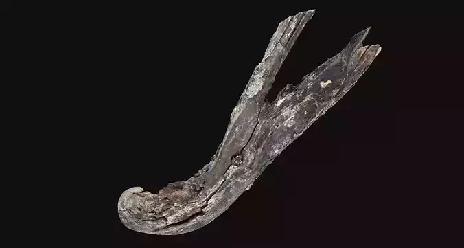 Tree trunk wood 3d scan highpoly