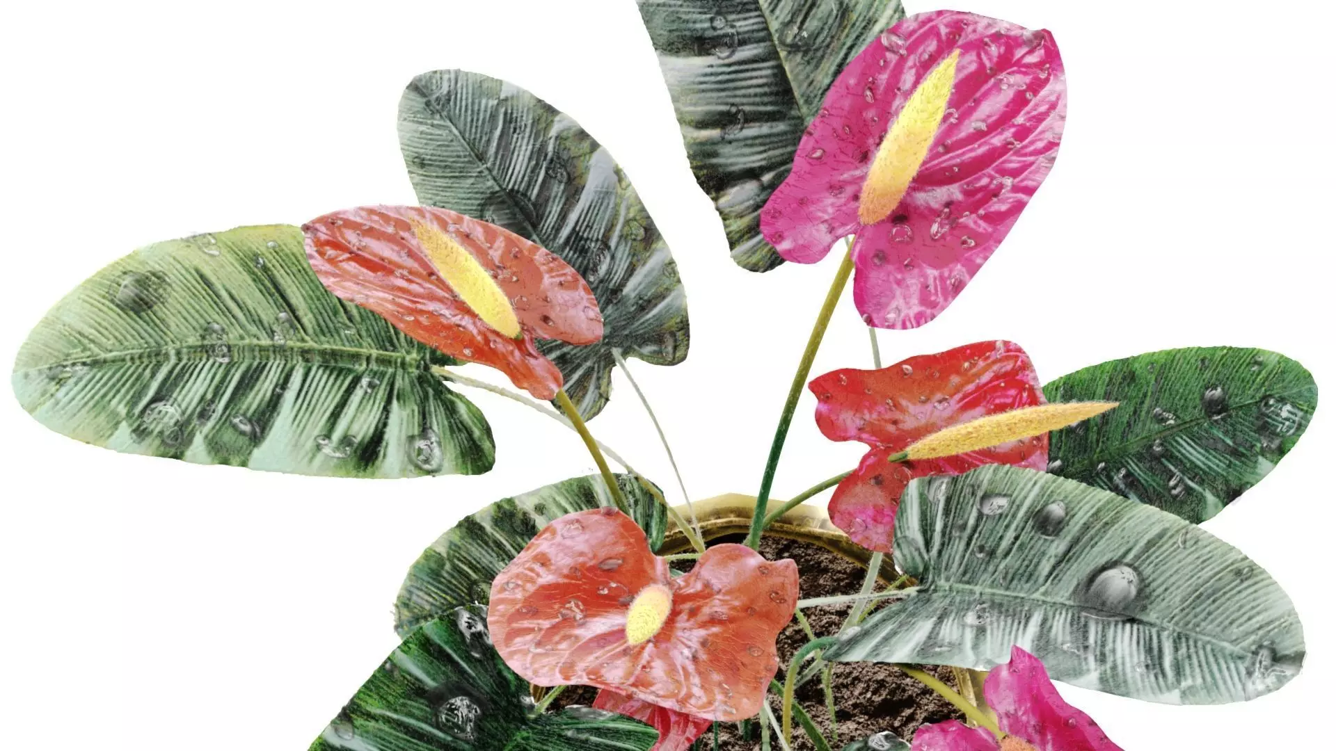 Red anthurium Plant in a decorative vase 3D model_4