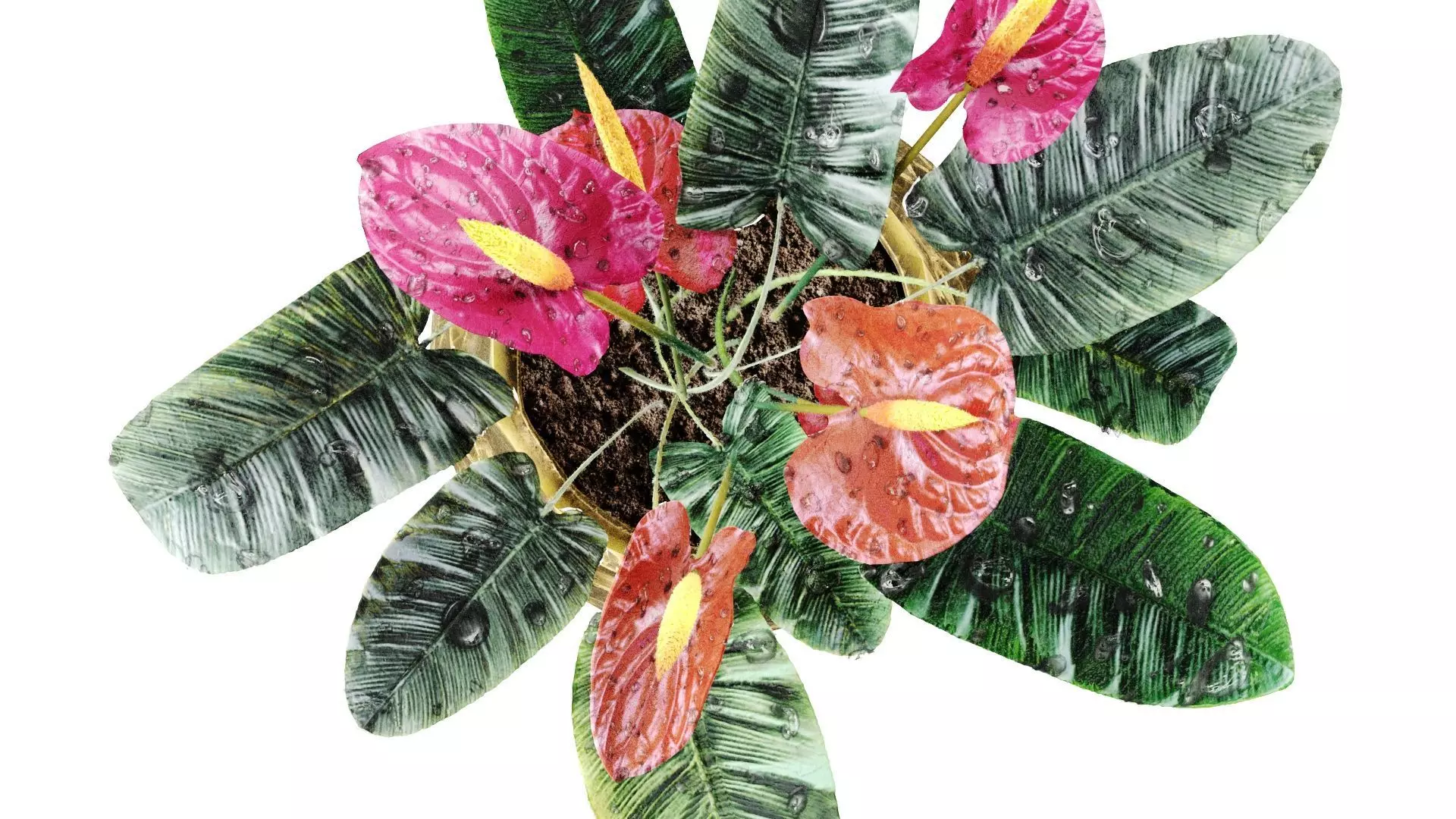 Red anthurium Plant in a decorative vase 3D model_7