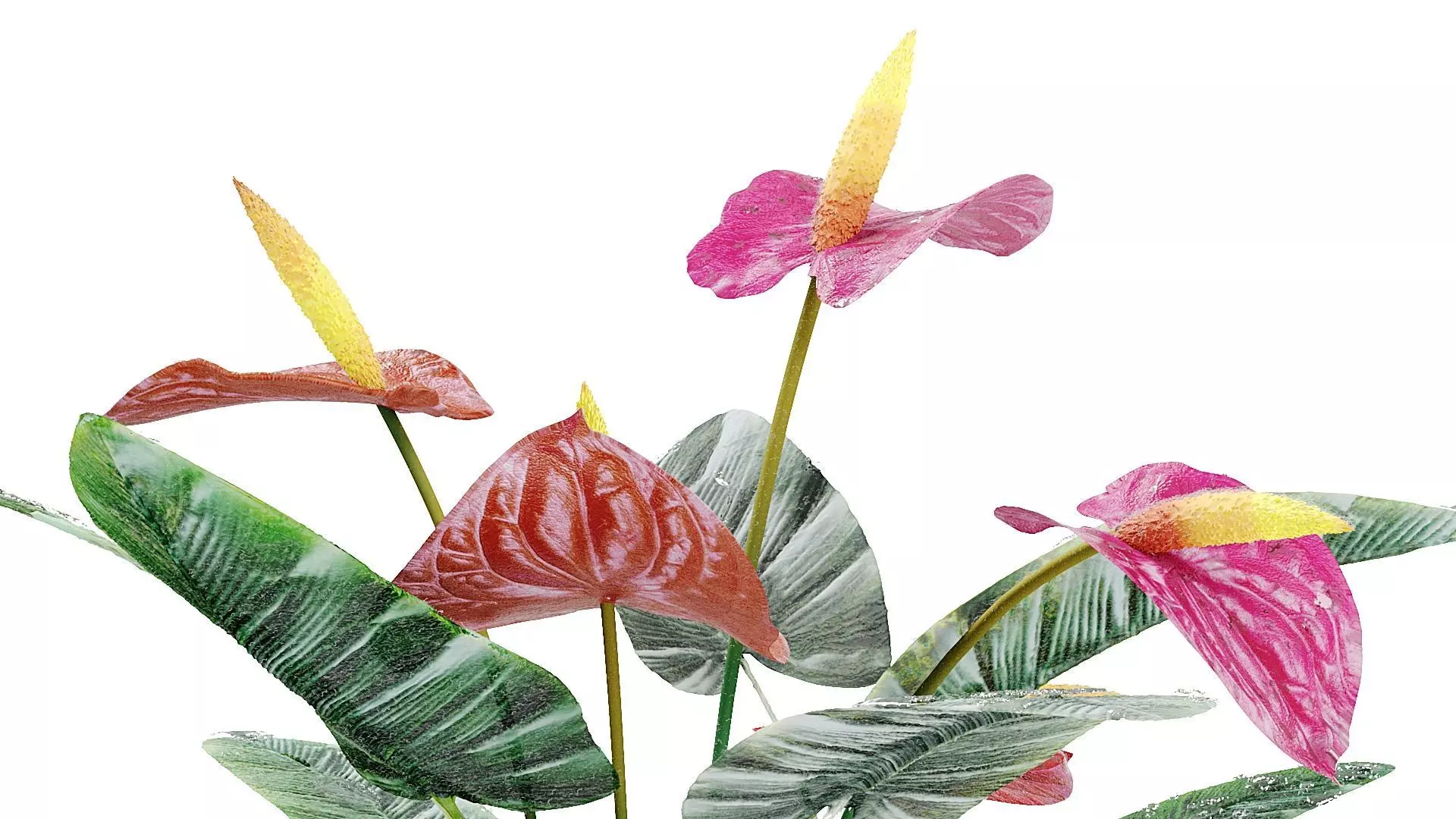 Red anthurium Plant in a decorative vase 3D model_3