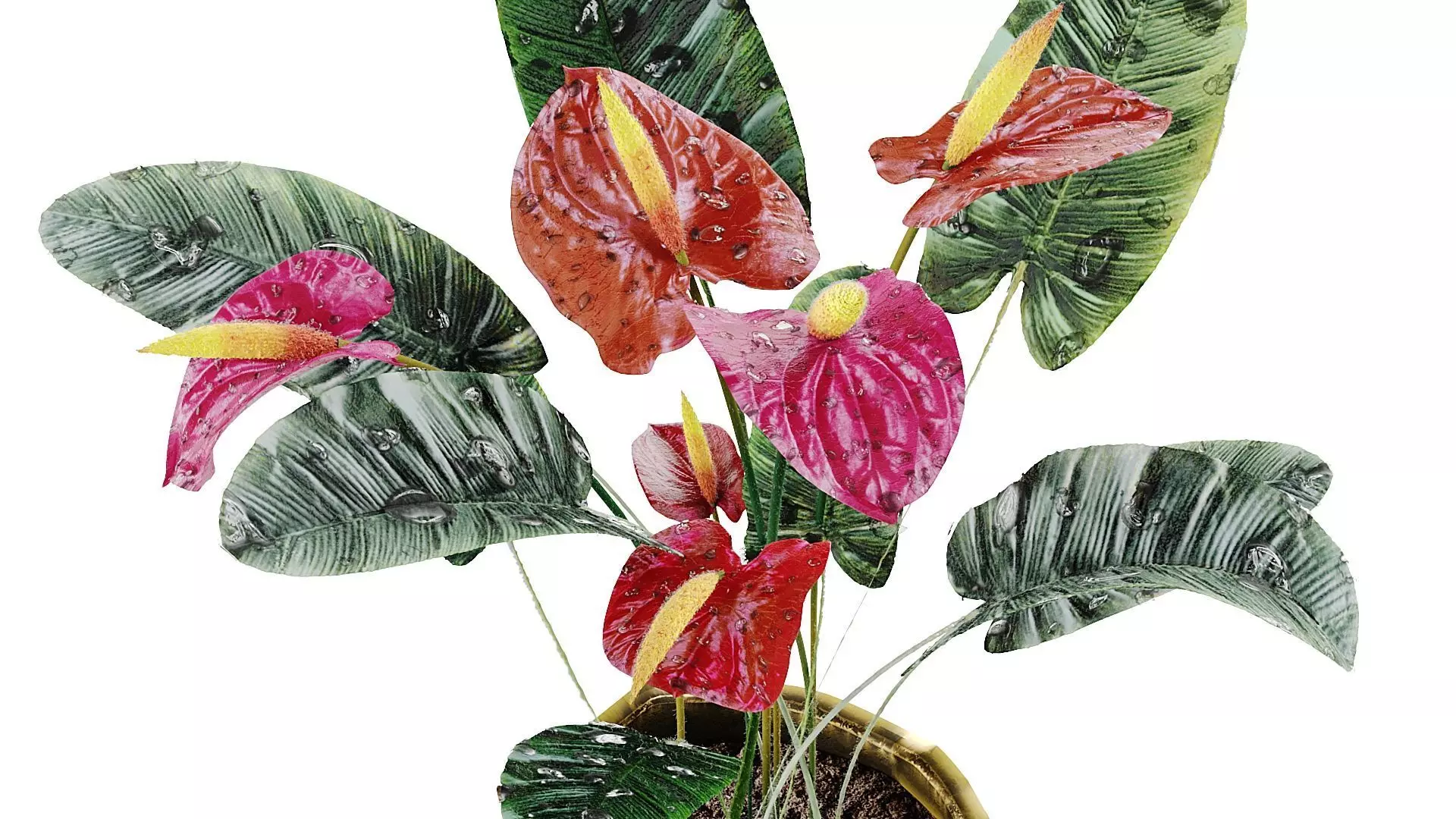 Red anthurium Plant in a decorative vase 3D model_5