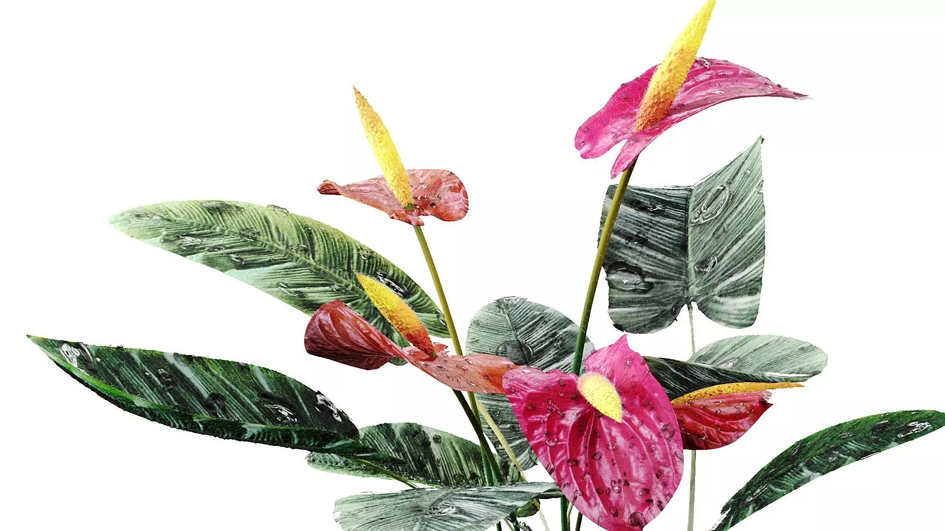 Red anthurium Plant in a decorative vase 3D model_6