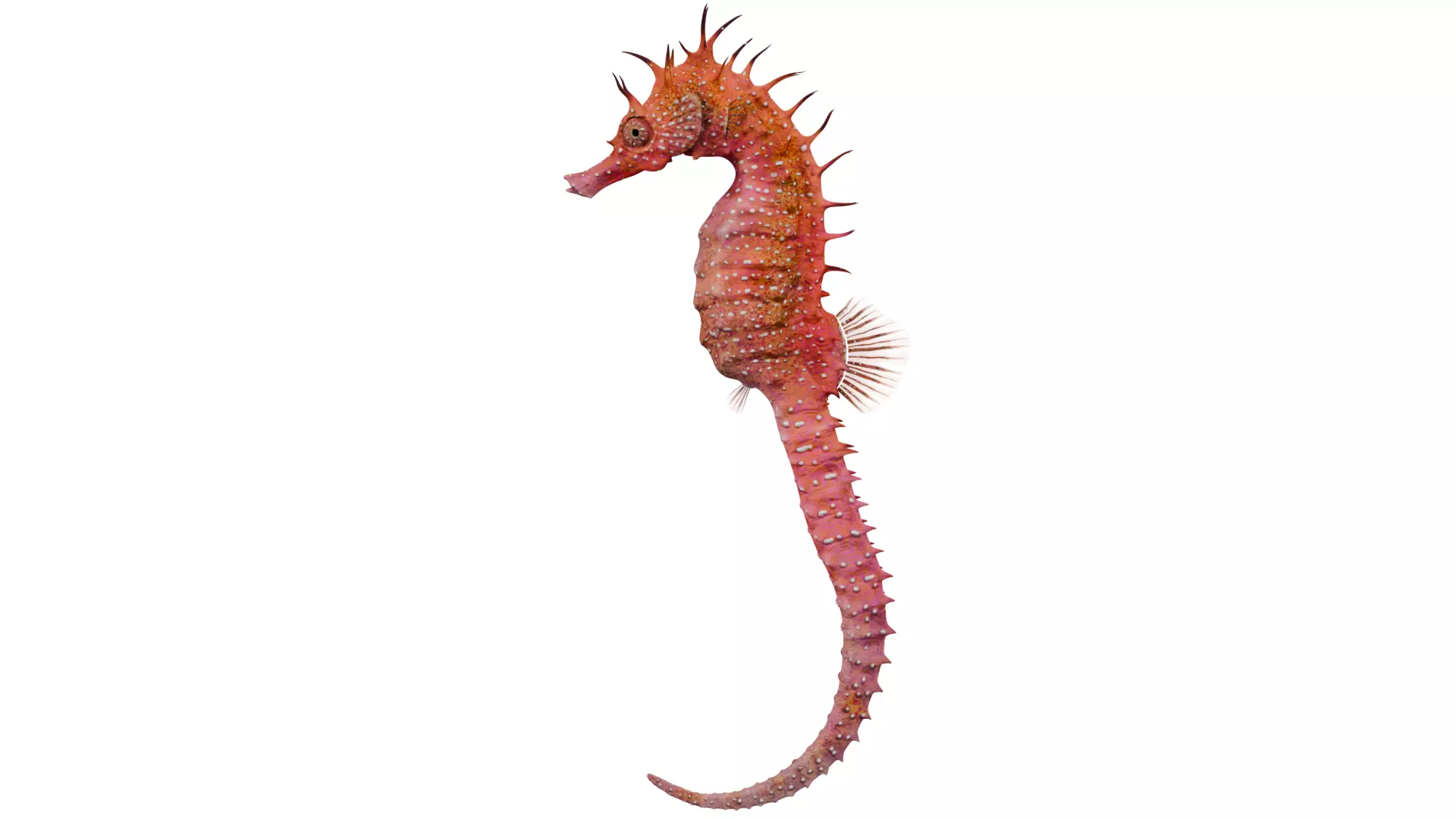 Seahorse 3D model_1