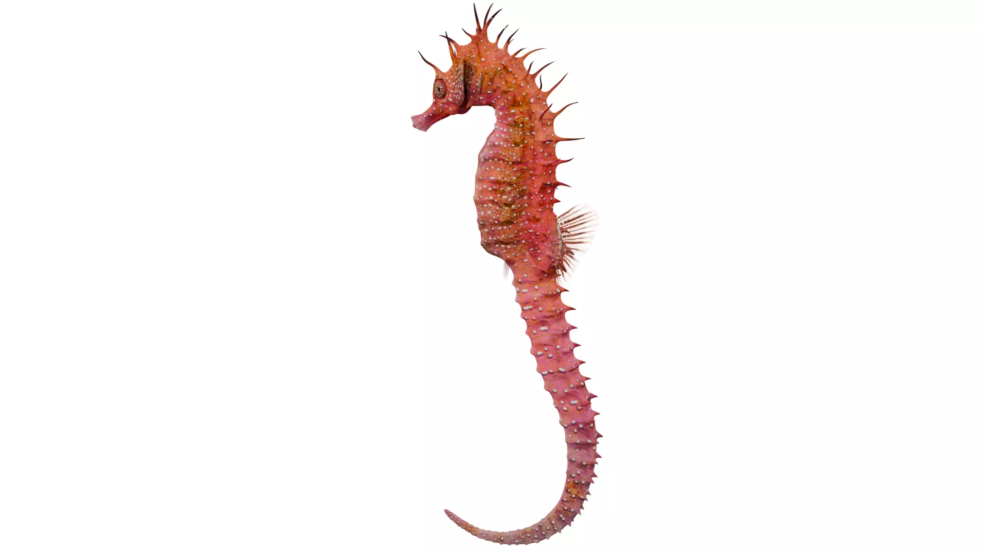 Seahorse 3D model_2