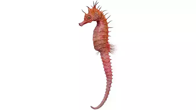 Seahorse 3D model