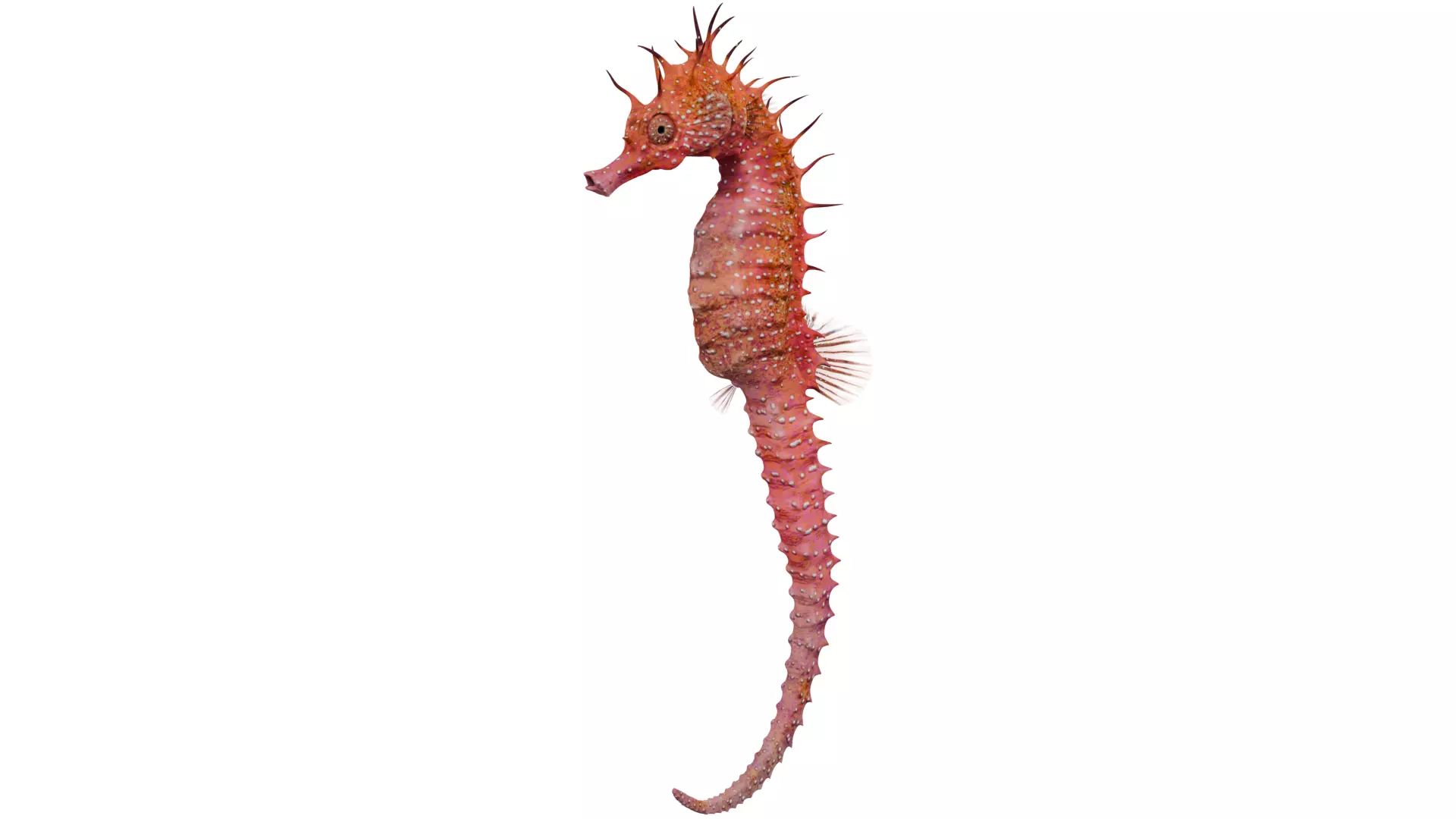 Seahorse 3D model_0