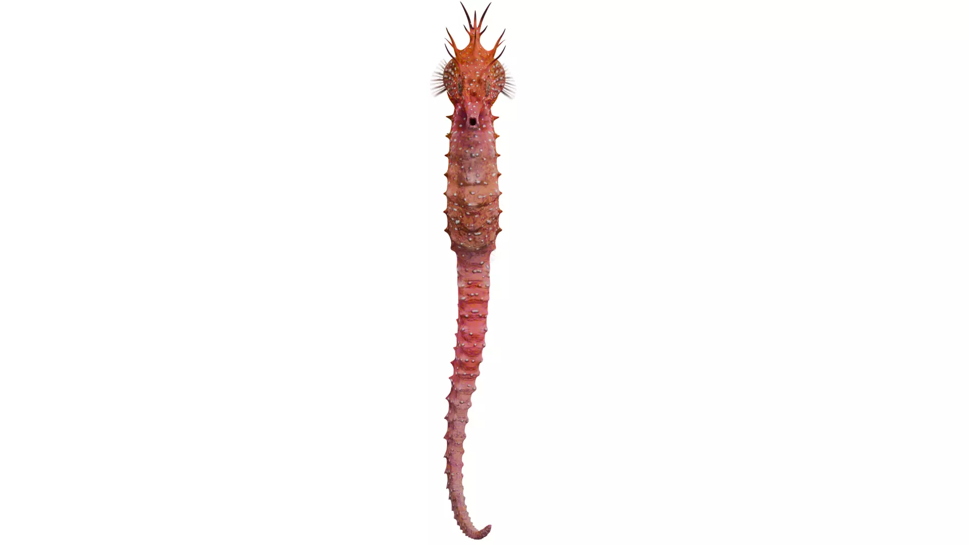 Seahorse 3D model_7